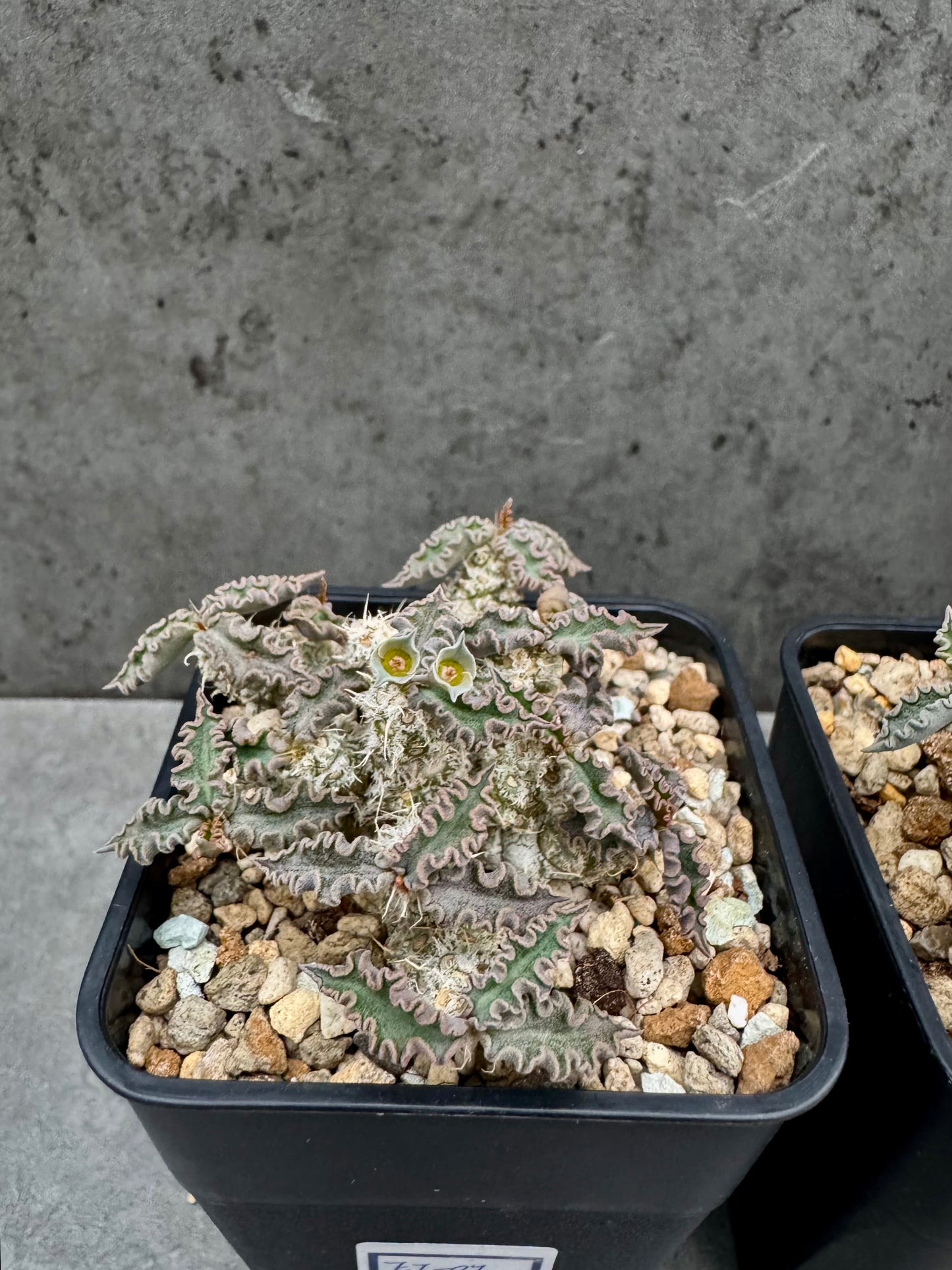Euphorbia tulearensis