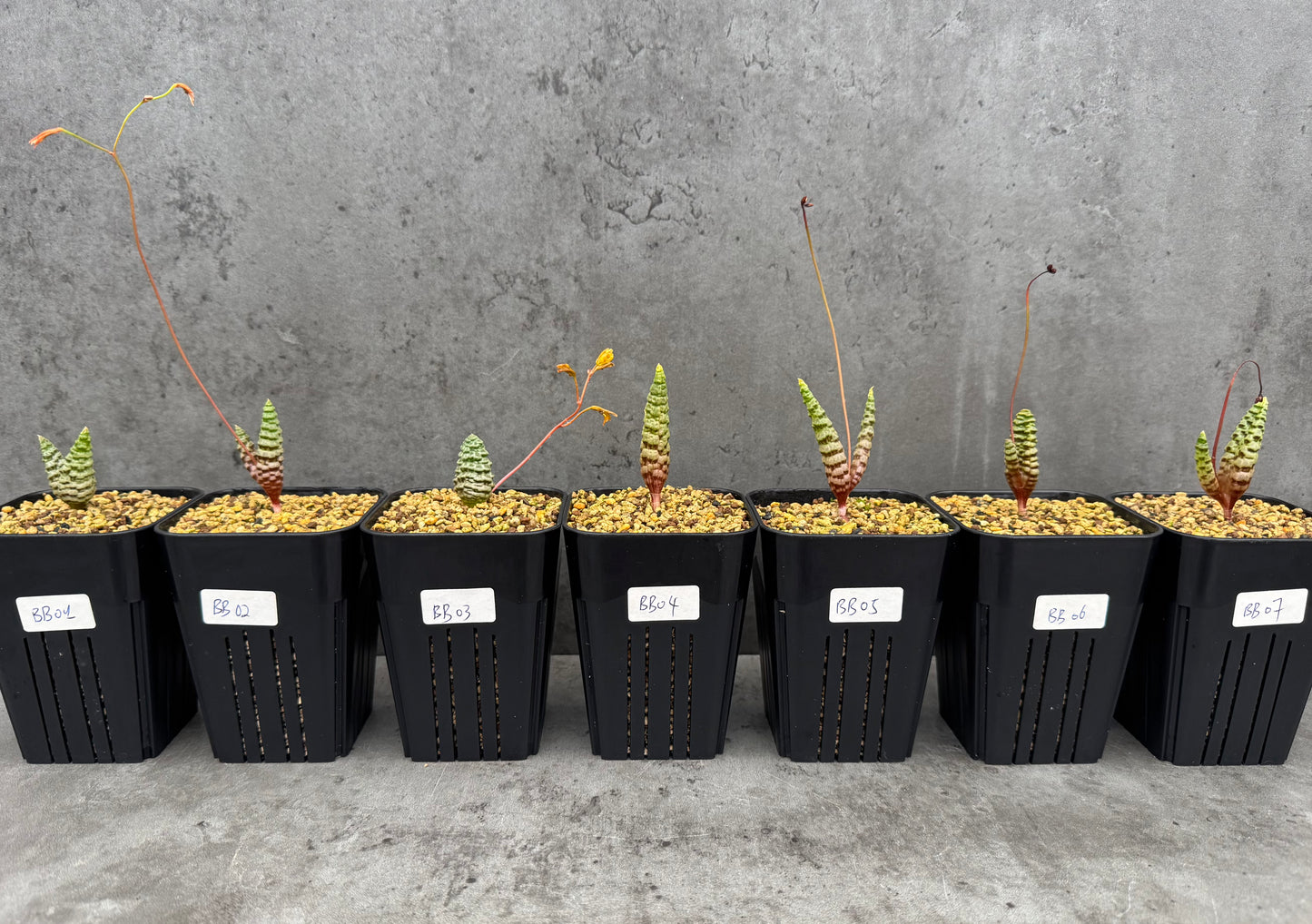 Bubine bruynsii - Rarität aus Namaqualand