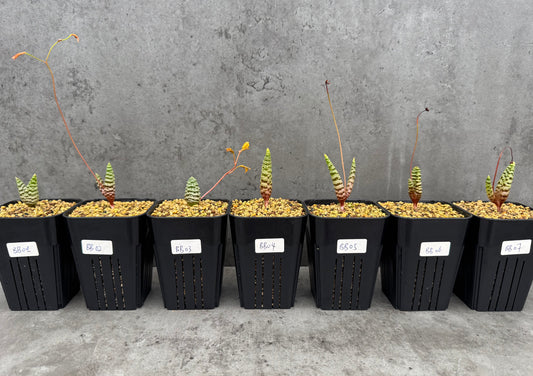 Bubine bruynsii - Rarität aus Namaqualand