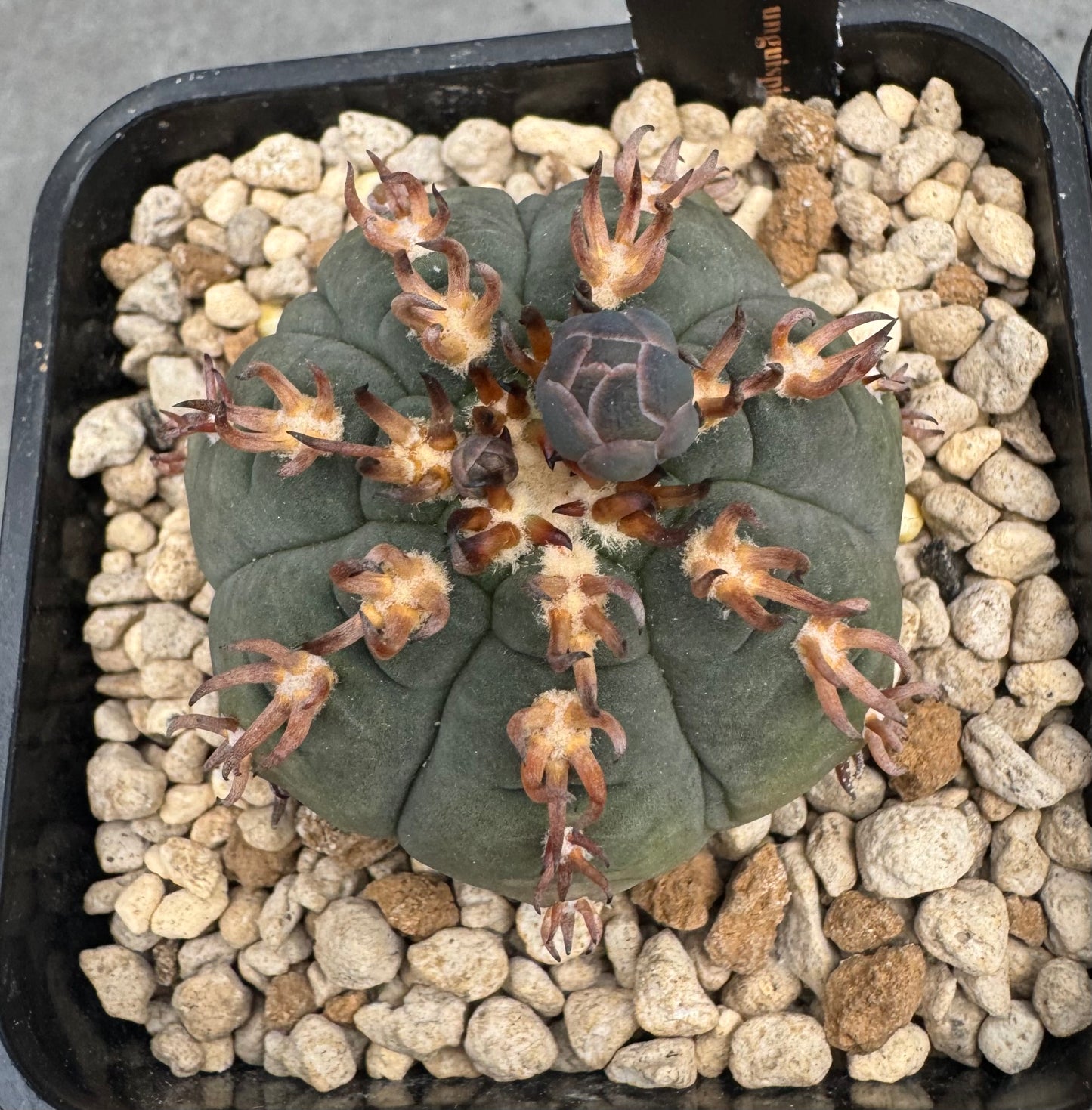 Gymnocalycium spegazzinii v. unguispinum sl 44b
