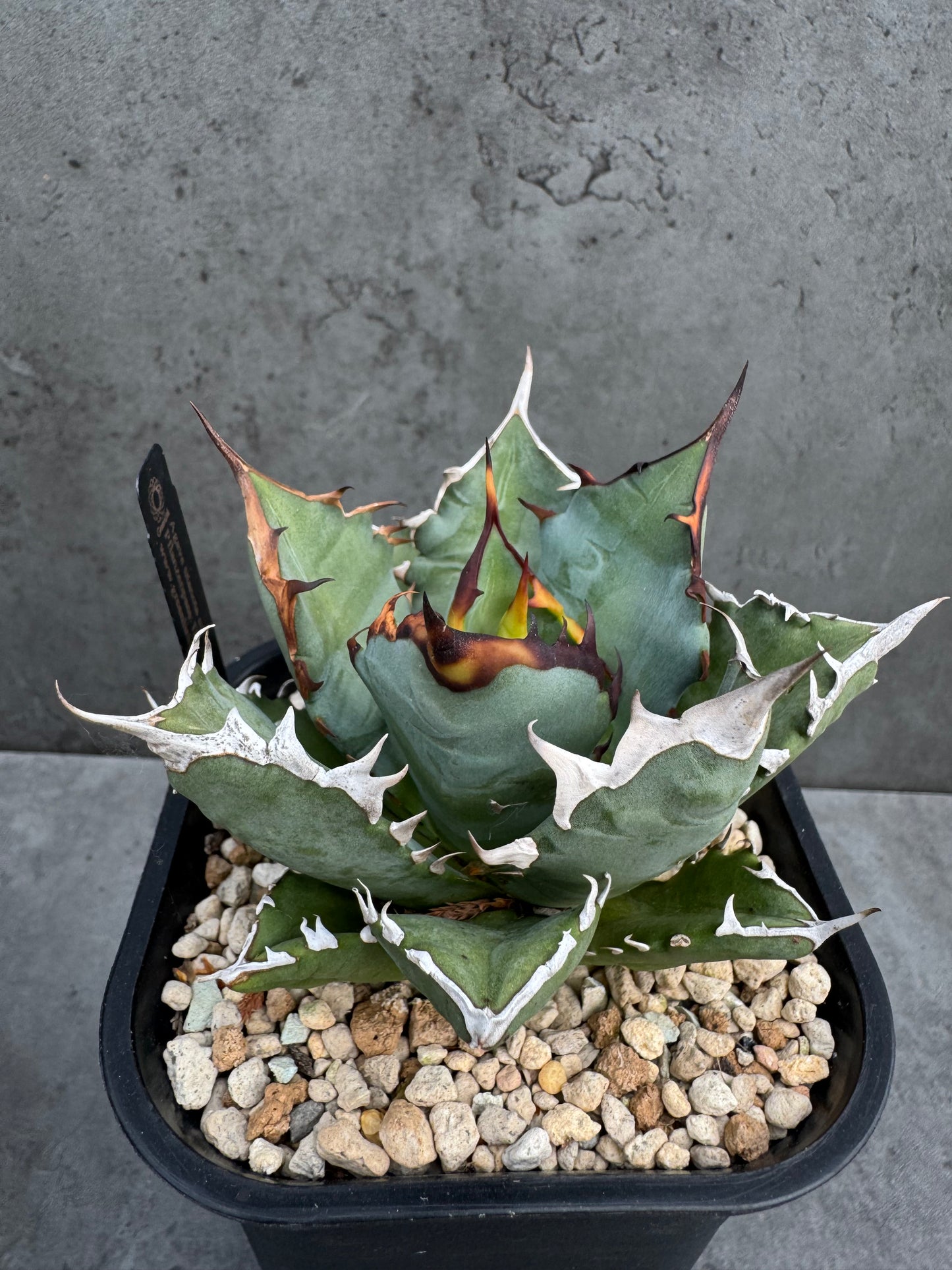 Agave titanota cv. Dwarf – Freilandkultur