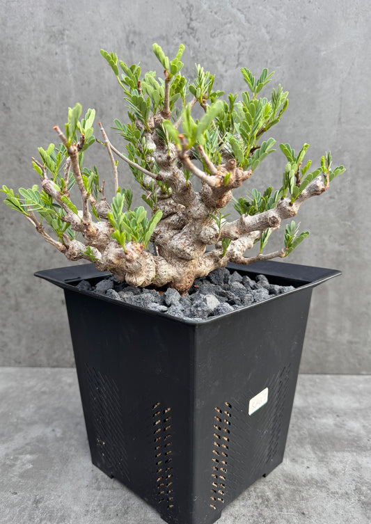Senna meridionalis - ein exklusives Exemplar!