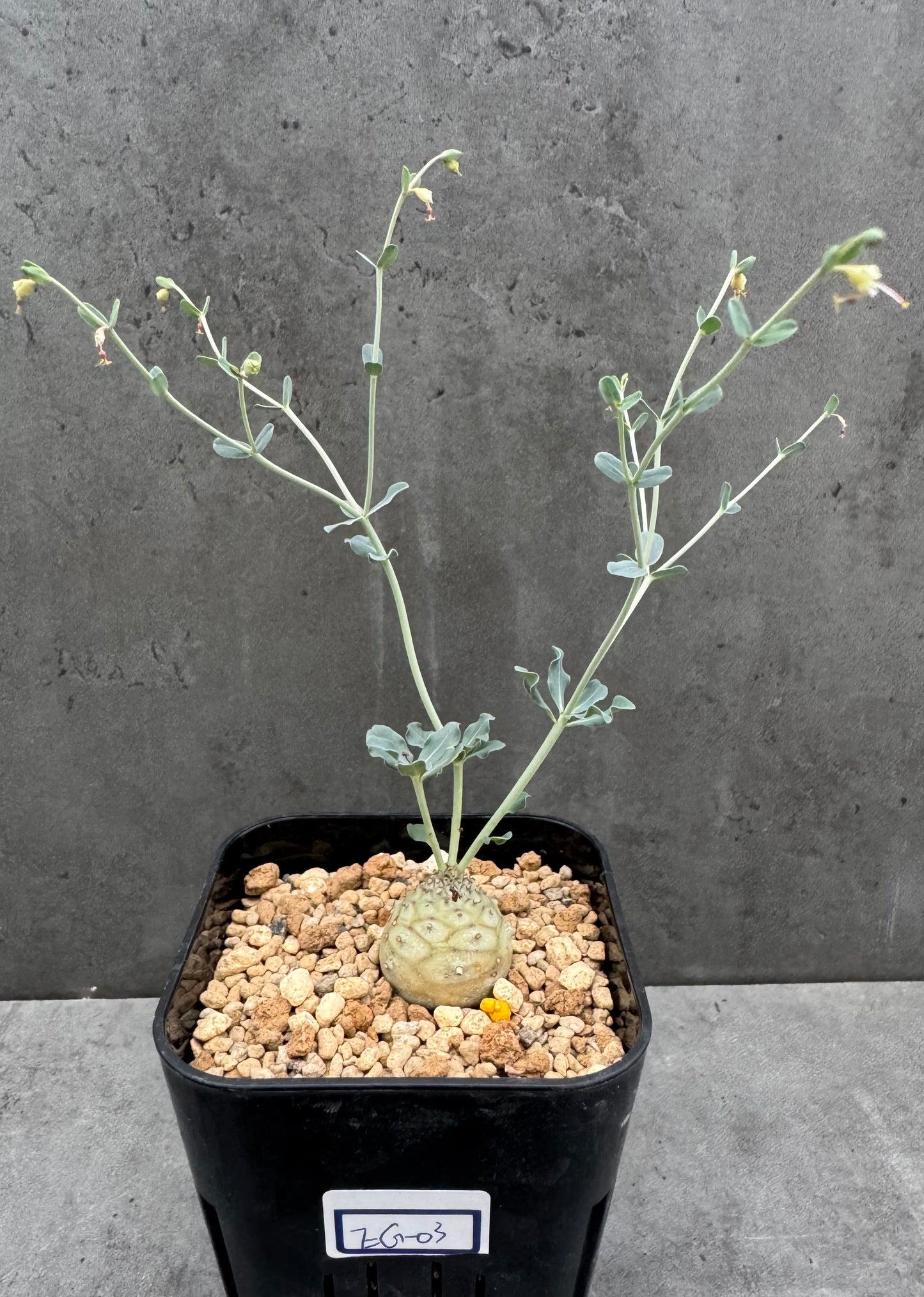 Euphorbia globulicaulis - Blühfähig