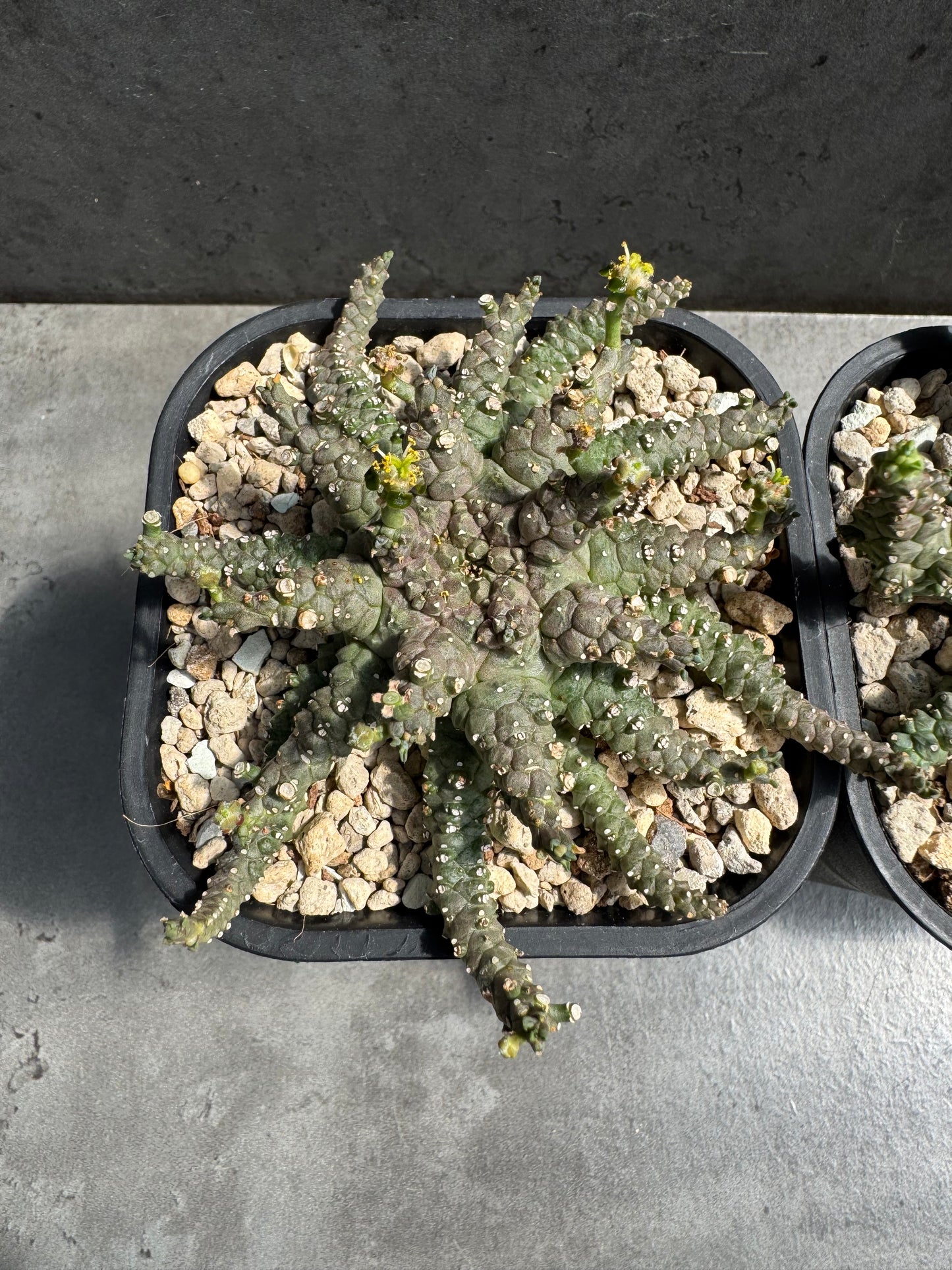 Euphorbia brevirama