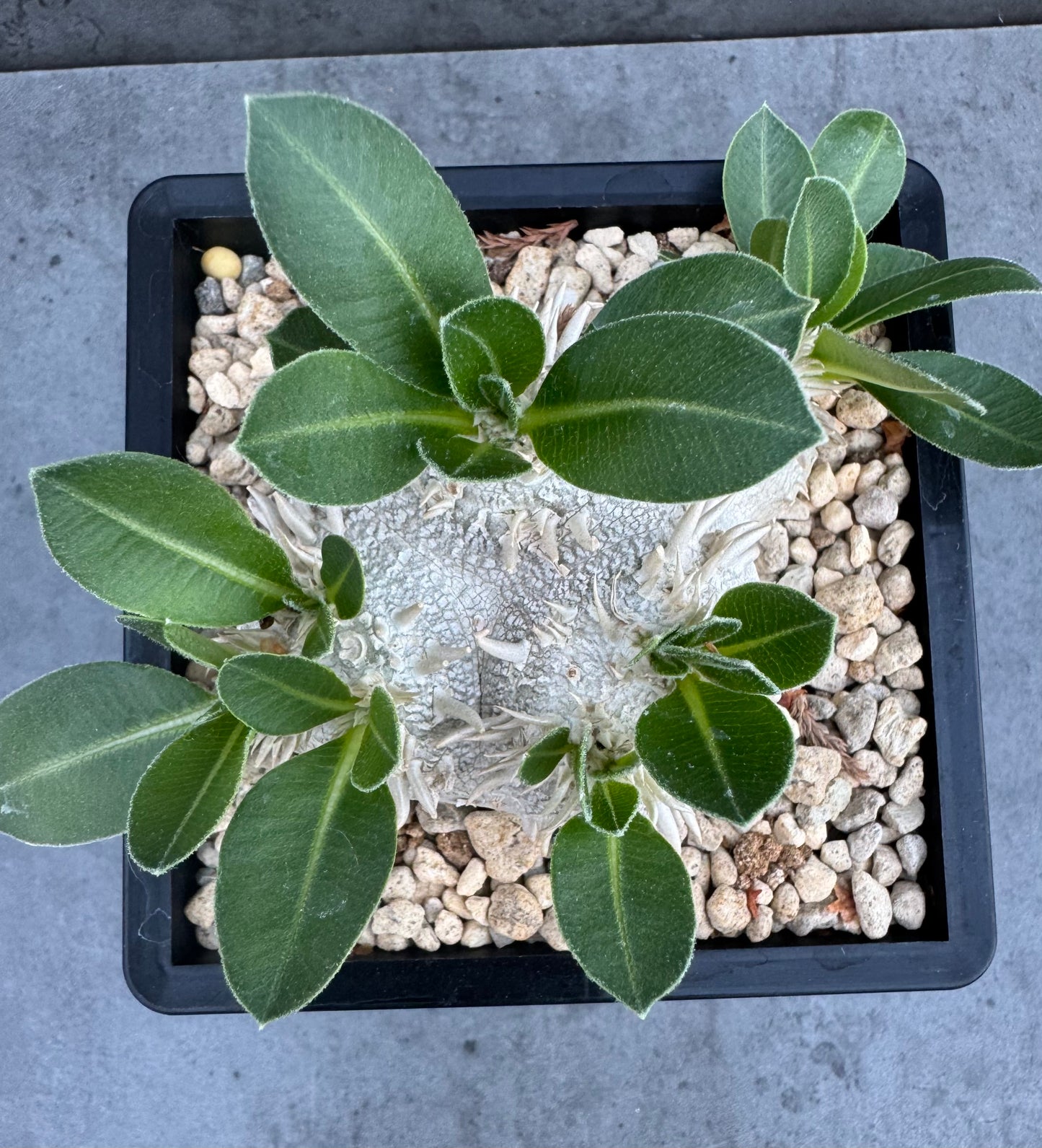 Pachypodium brevicaule – Kulturpflanzen aus deutscher Nachzucht - wurzelecht 8,5cm