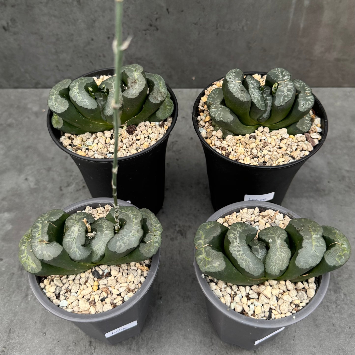 Haworthia truncata cv. Aoigozen