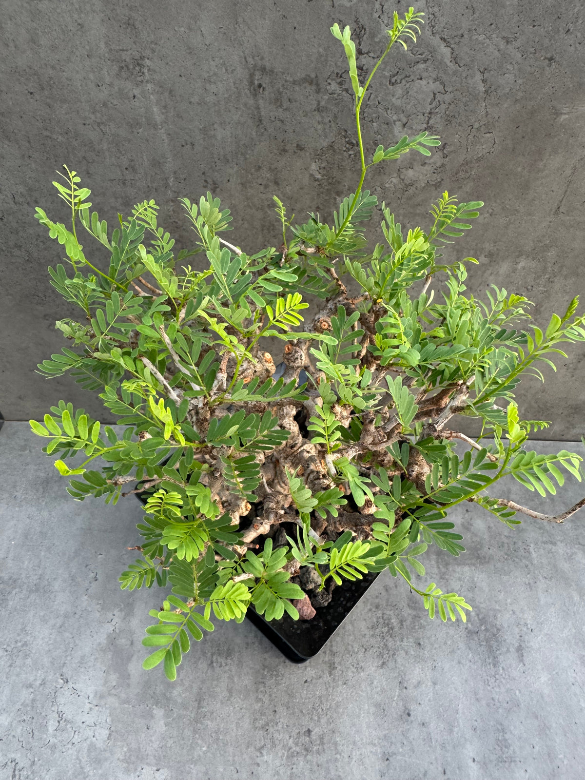 Senna meridionalis XXL - ein exklusives Exemplar! (XXL-03)