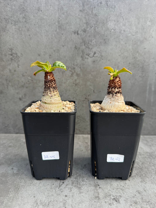 Euphorbia ramena - Riesenpflanzen