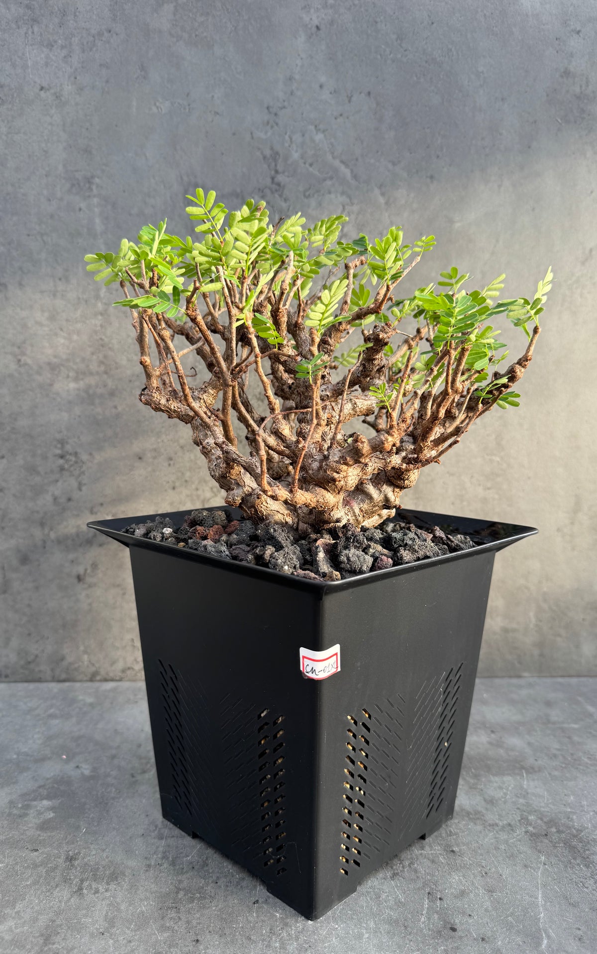 Senna meridionalis - ein exklusives Exemplar!