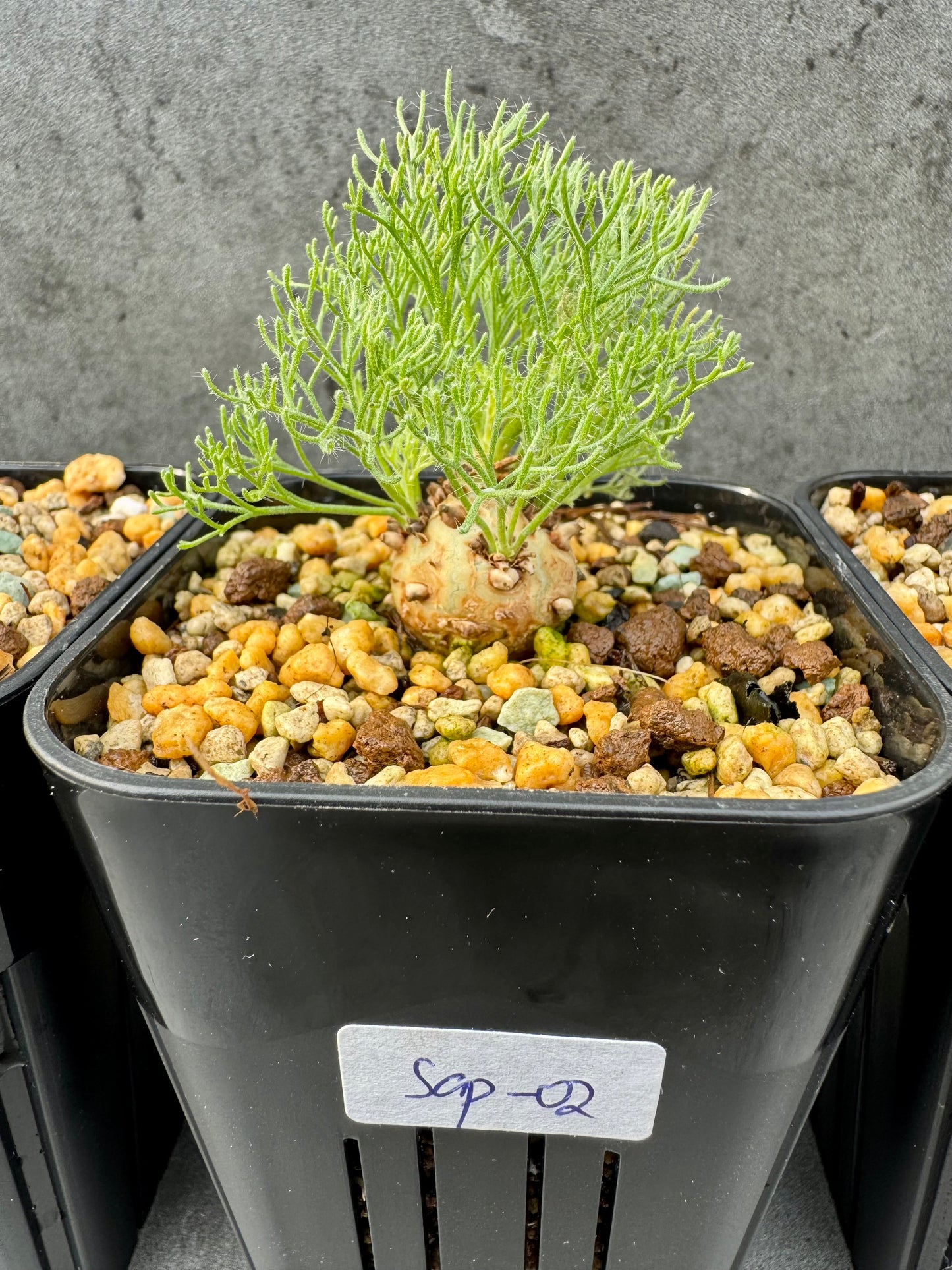 Sarcocaulon peniculinum