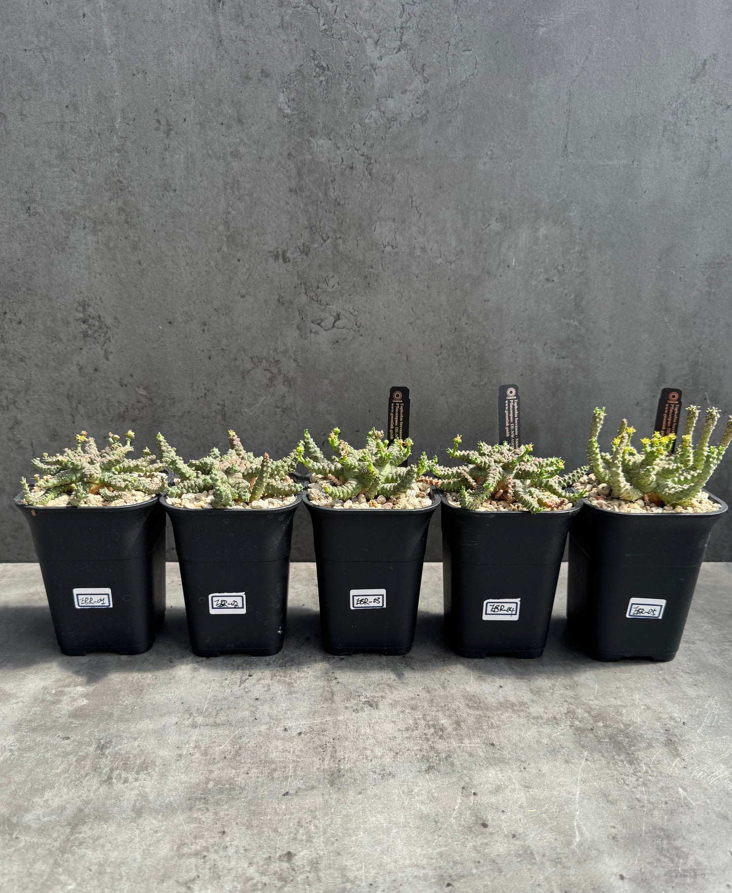 Euphorbia brevirama