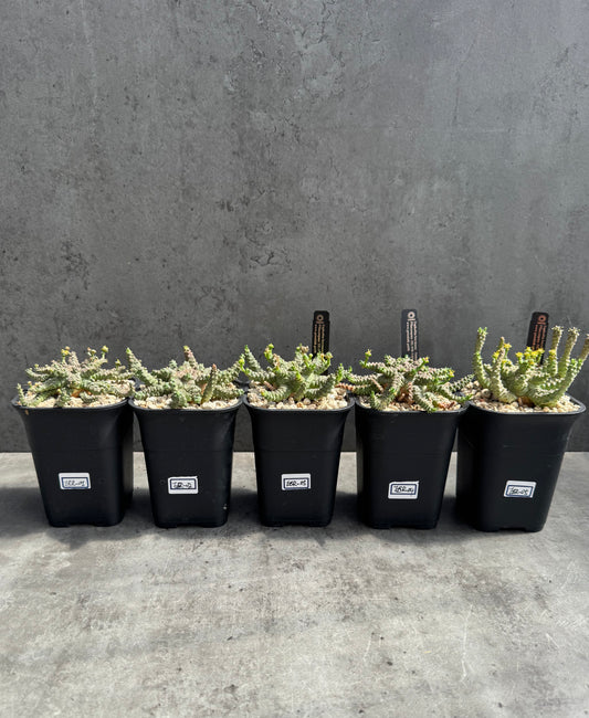 Euphorbia brevirama