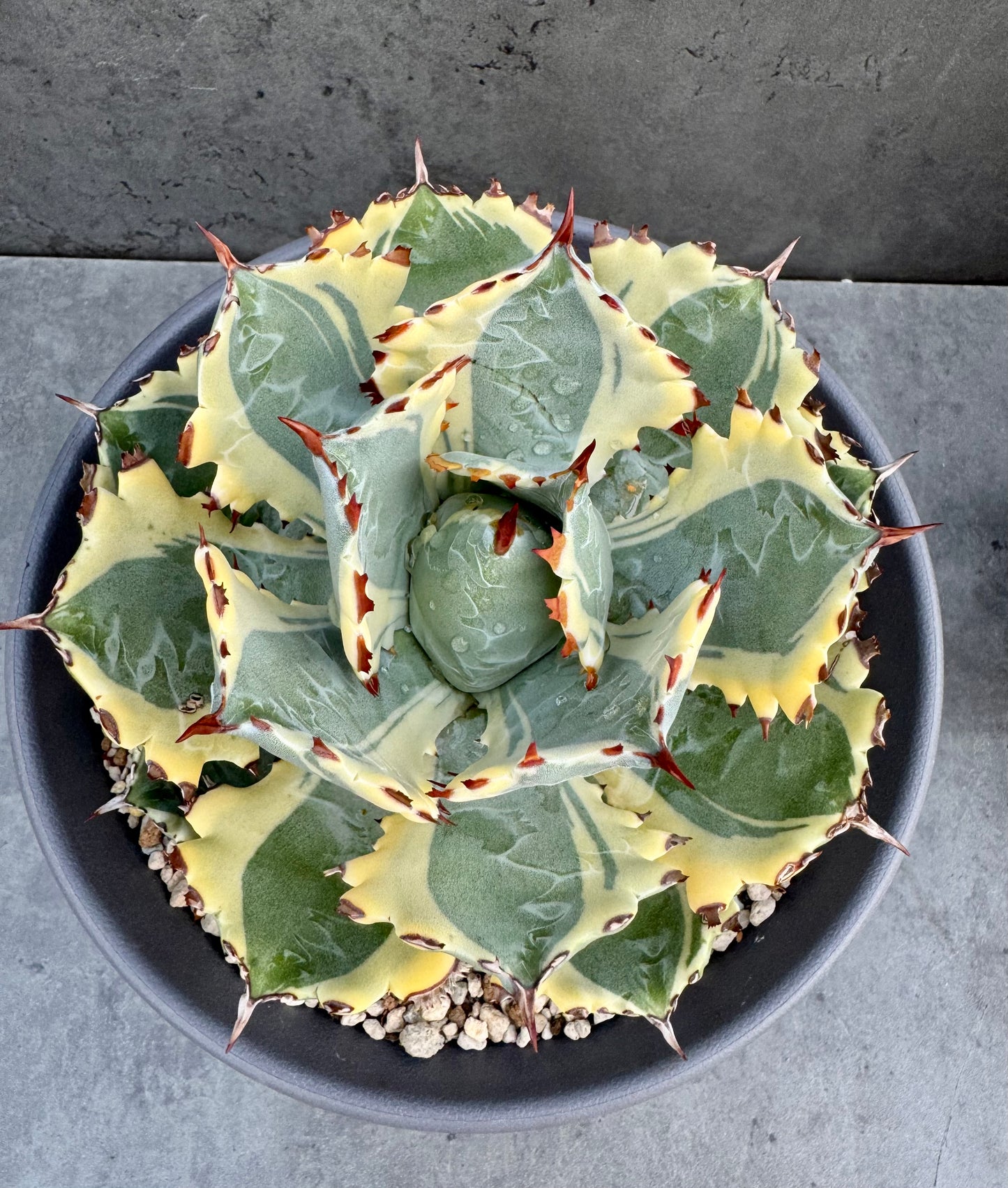 Agave isthmensis kabutogani - Freilandkultur