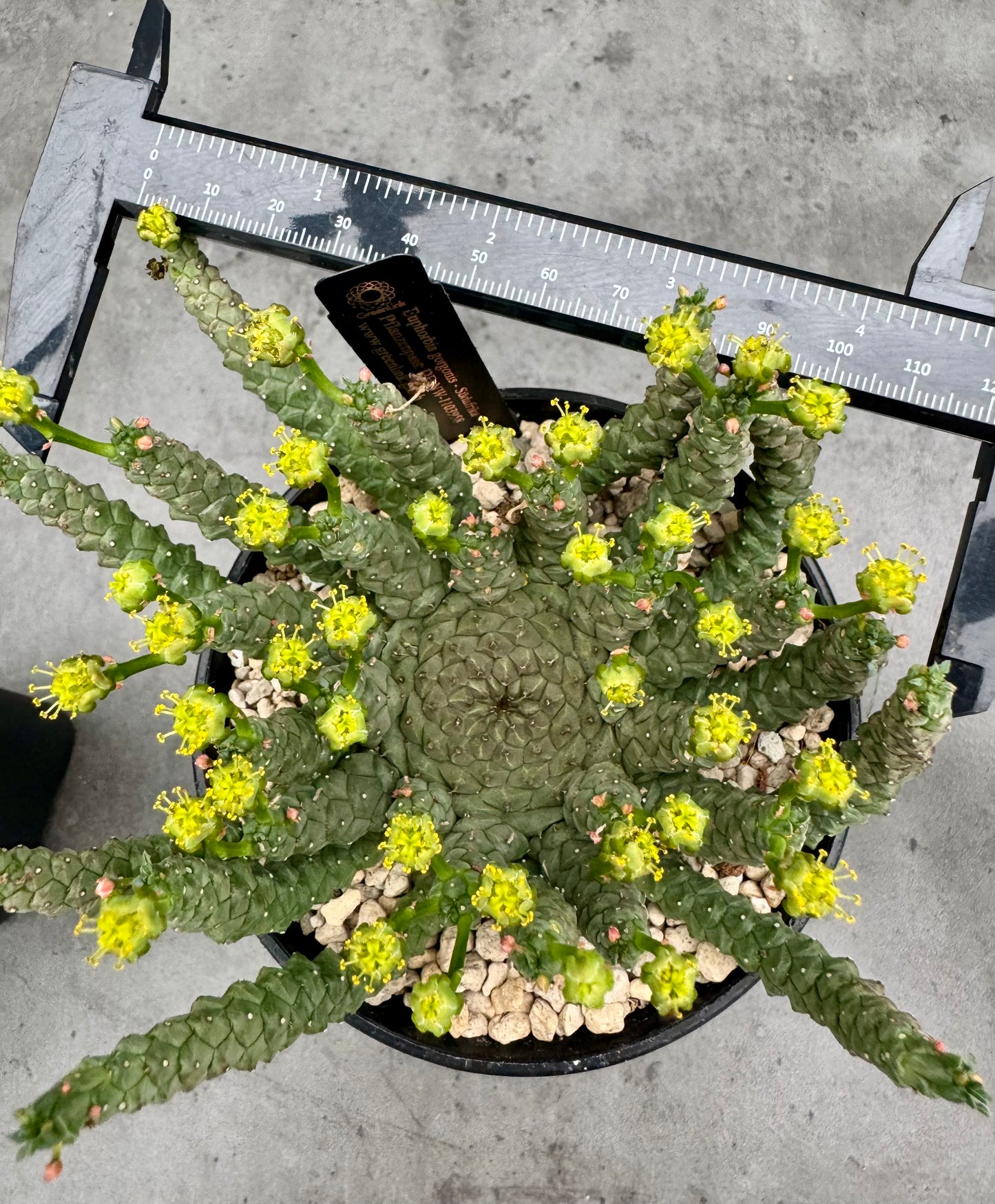 Euphorbia gorgonis