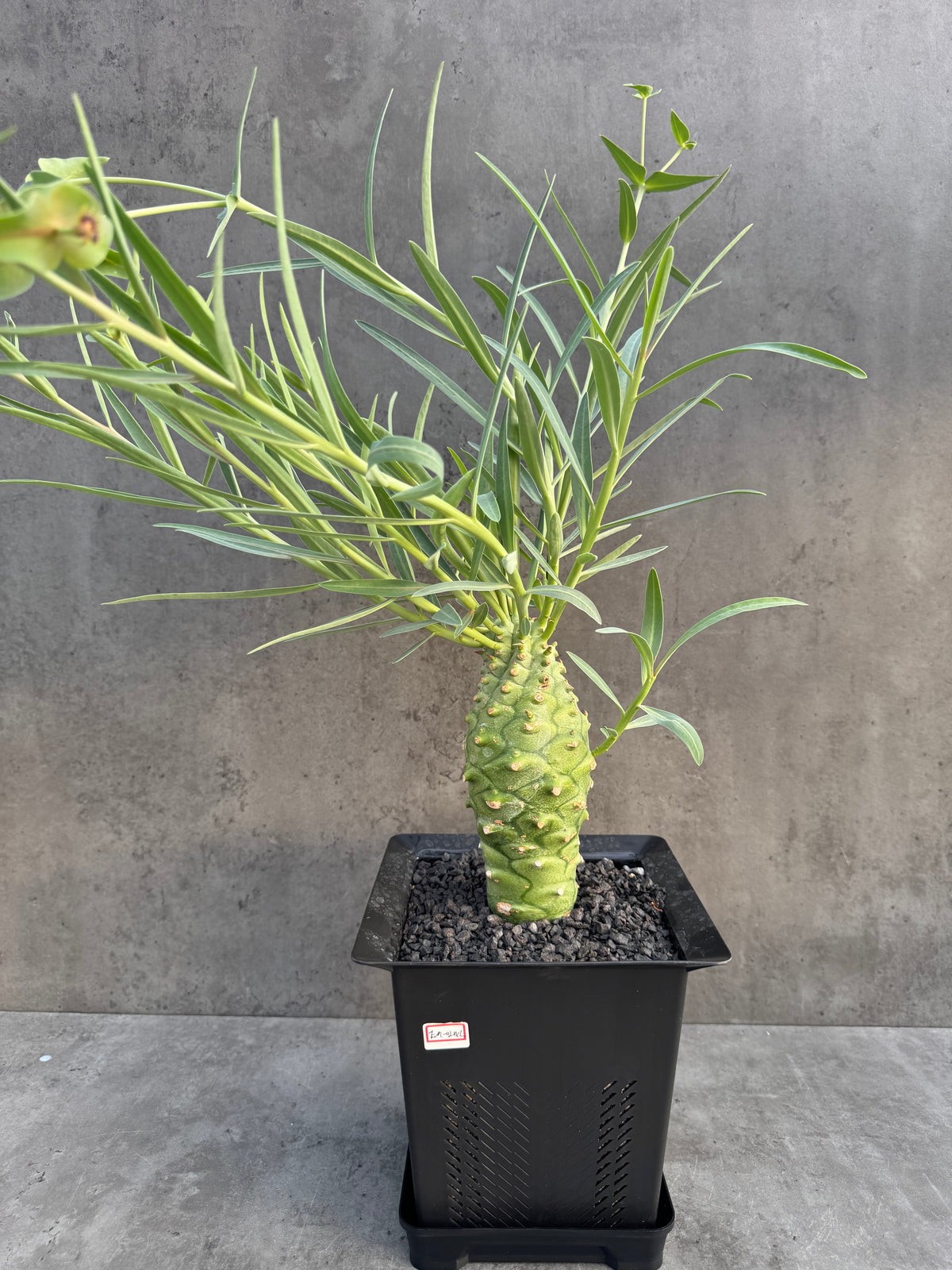 Euphorbia monteiroi – Angola Form (XXL - EM-02)