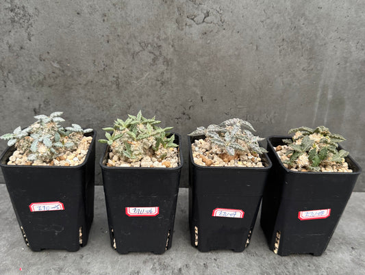 Euphorbia tulearensis