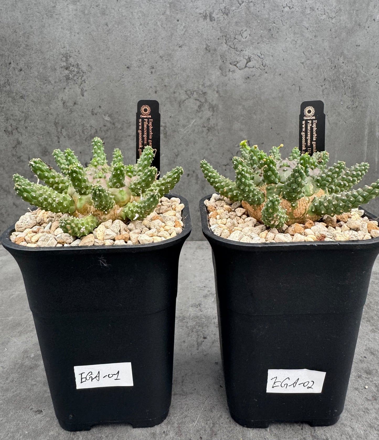Euphorbia gamkensis