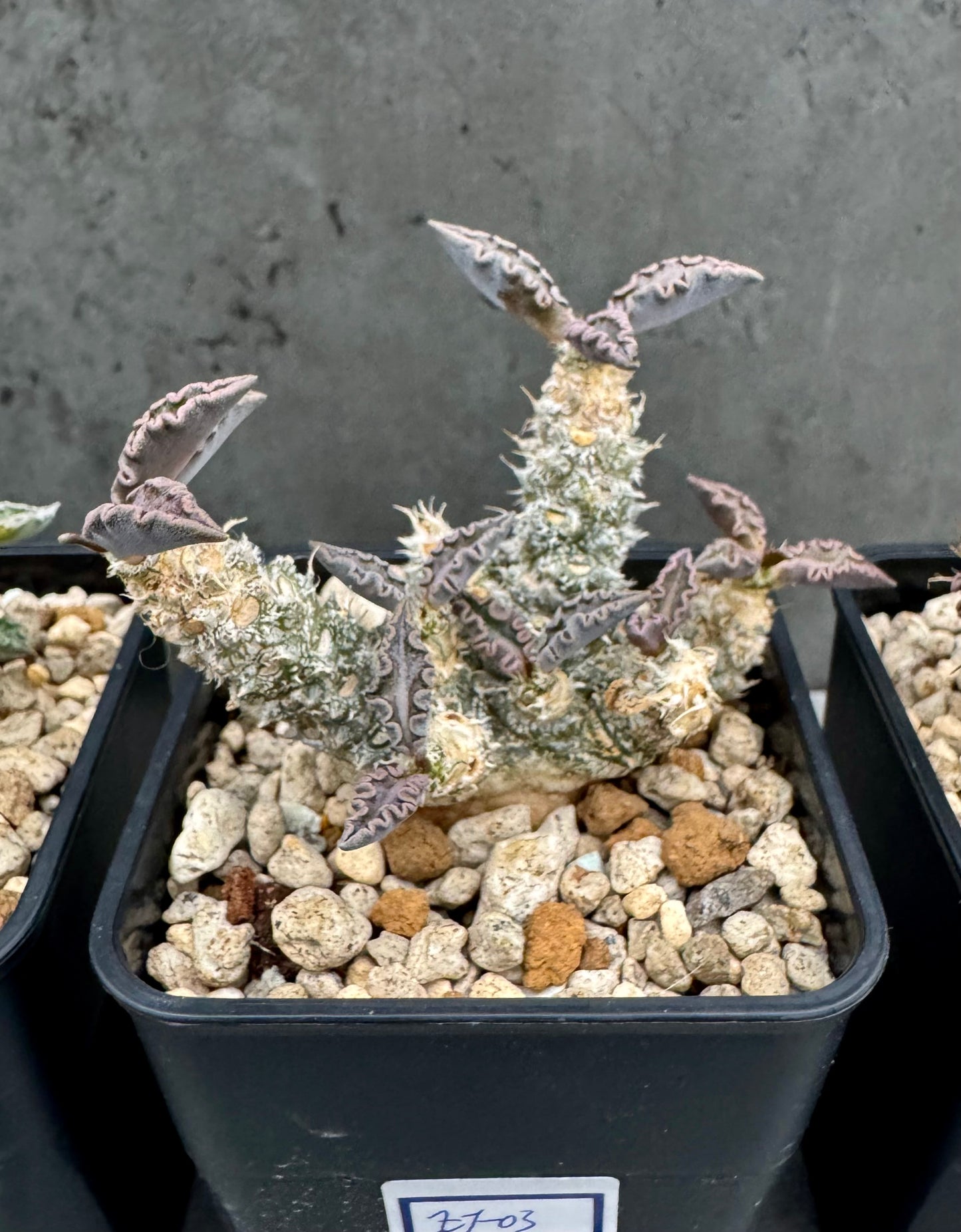 Euphorbia tulearensis
