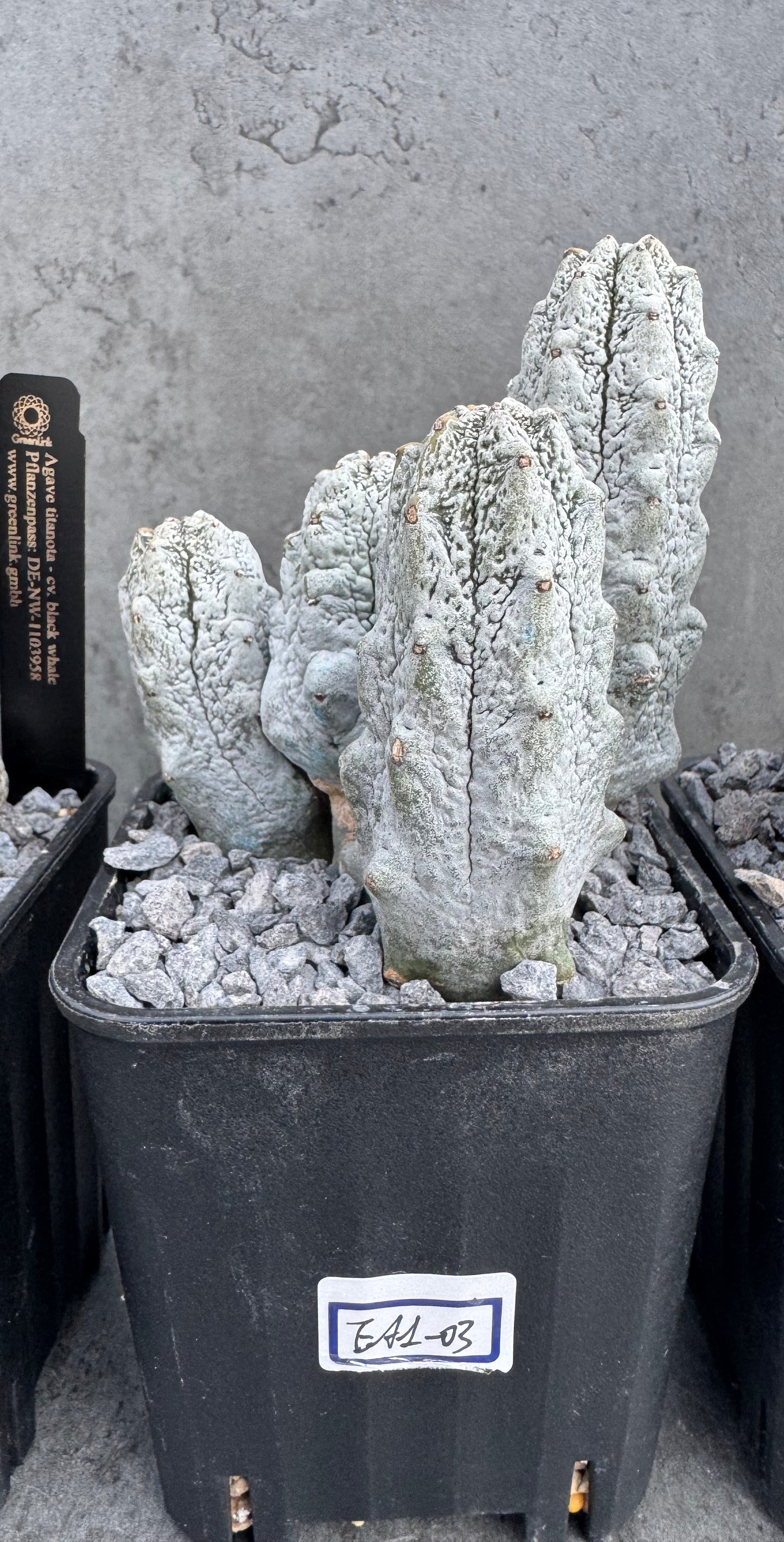 Euphorbia abdelkuri  – Wurzelecht