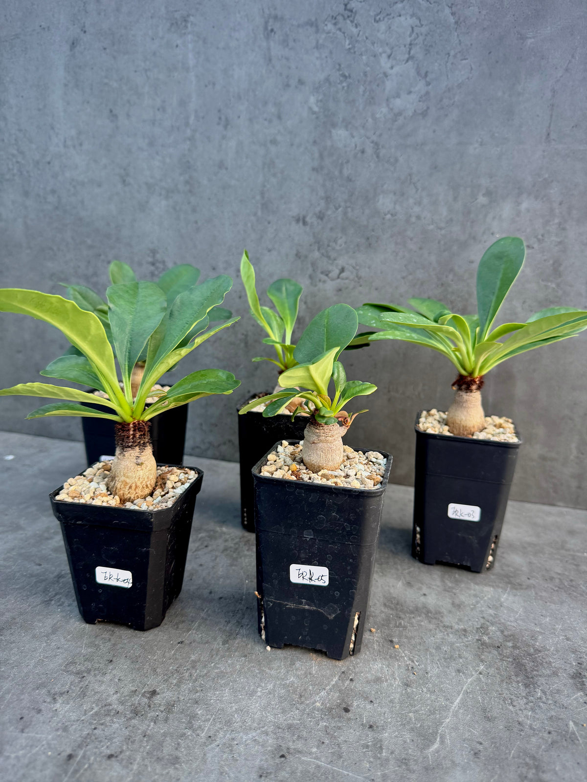 Euphorbia ramena