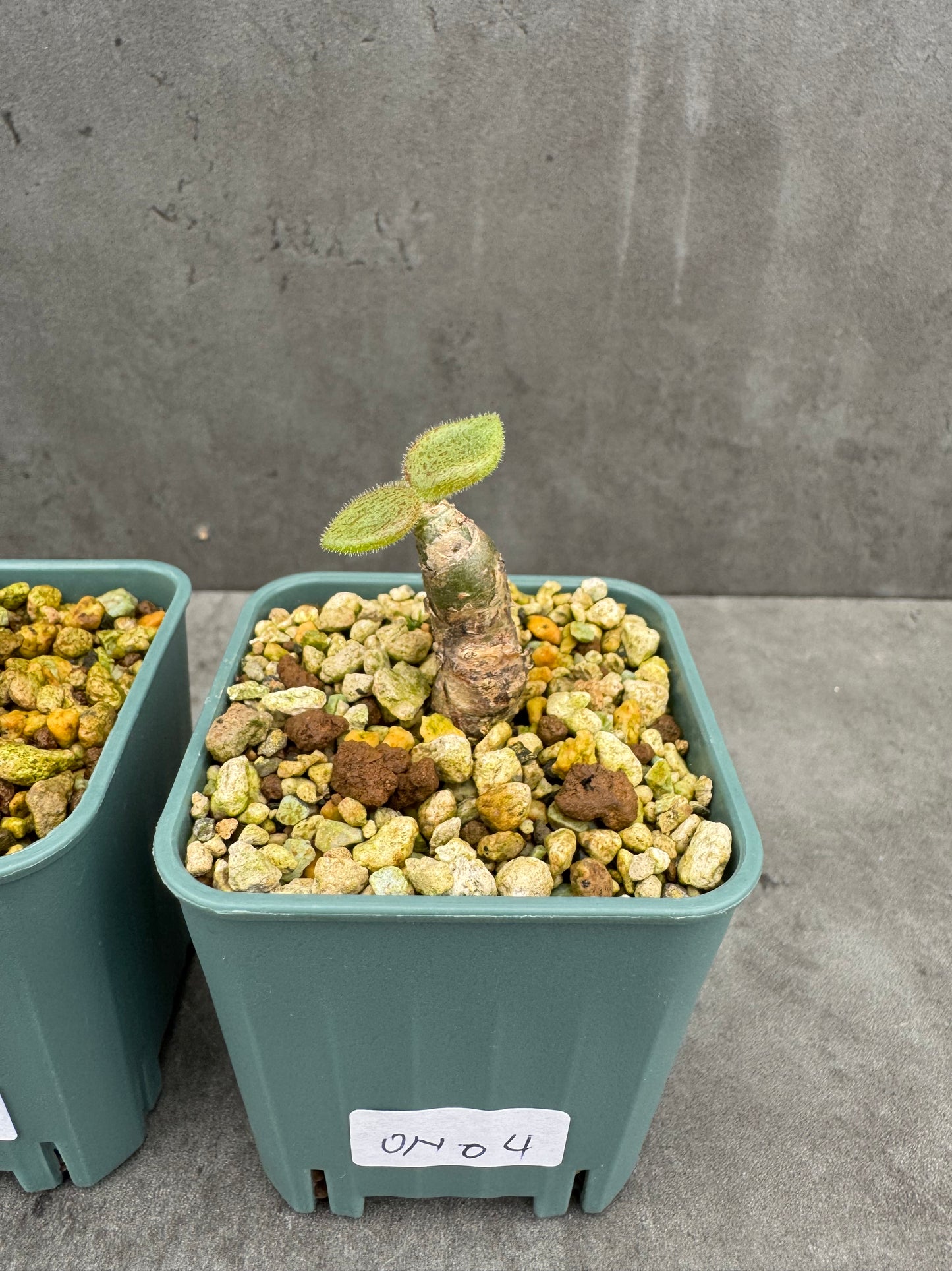 Tylecodon nolteei – Seltene Caudexpflanze mit skulpturalem Charakter
