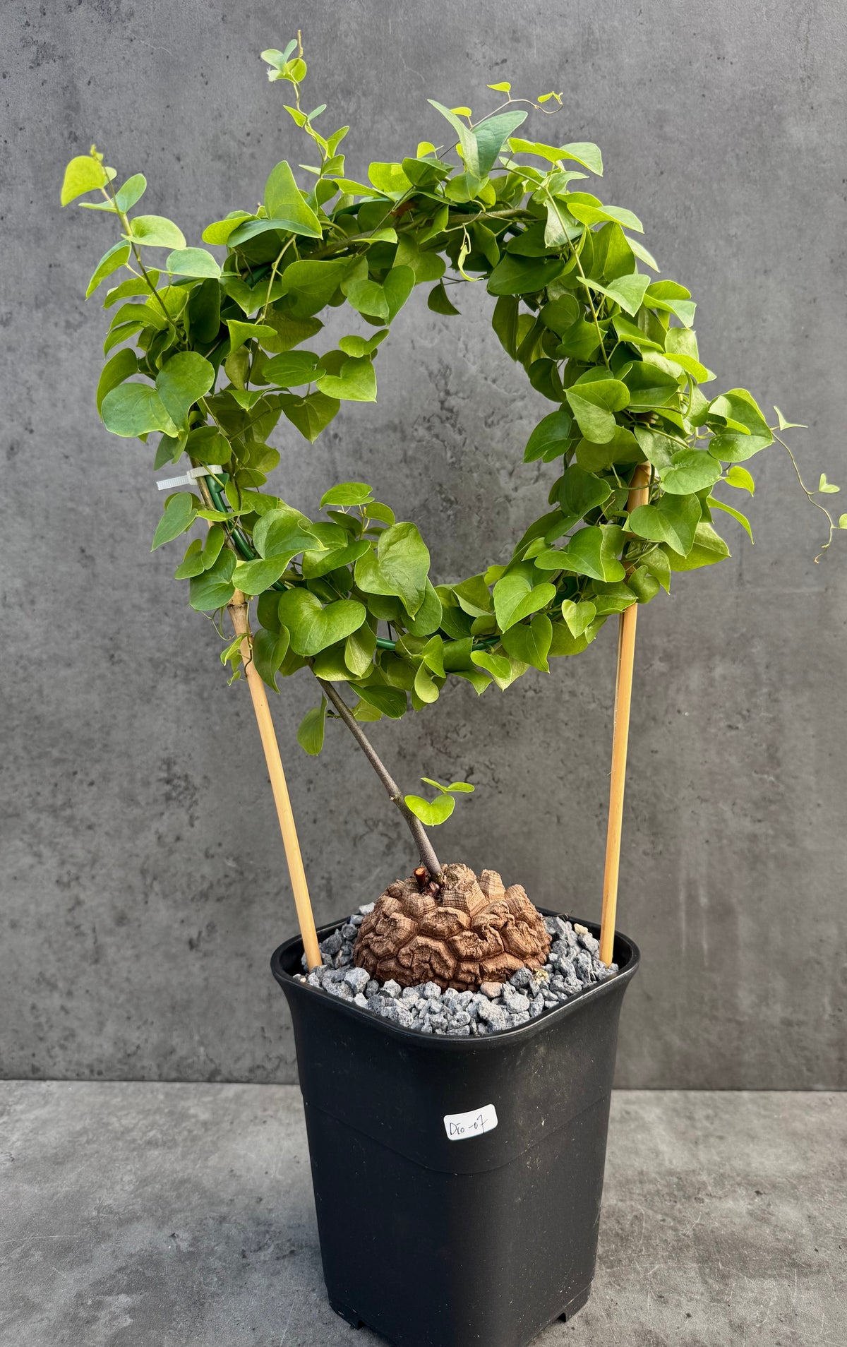 Dioscorea elephantipes – vollständig bewurzeltes Exemplar – Dio-07