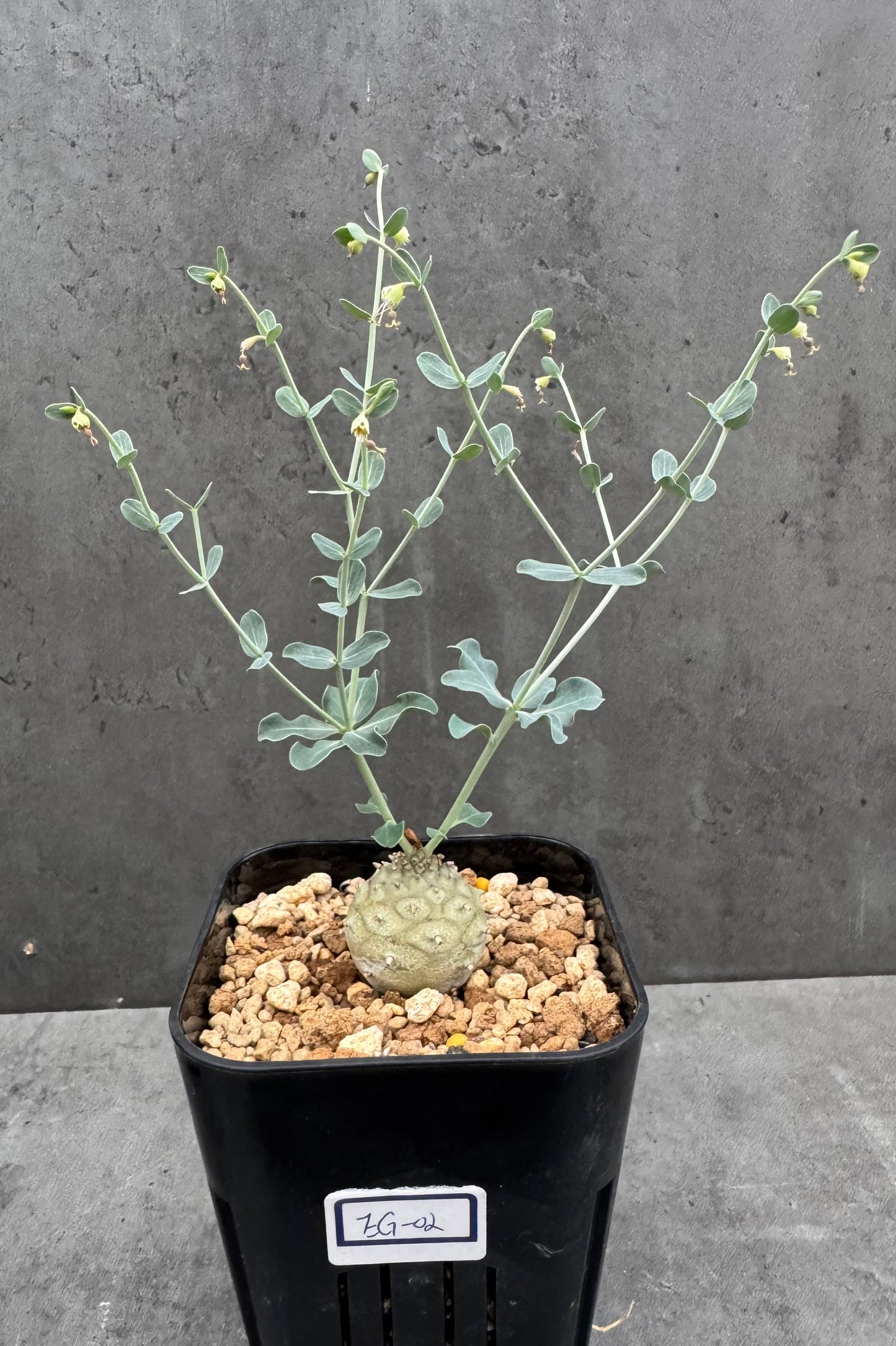 Euphorbia globulicaulis - Blühfähig