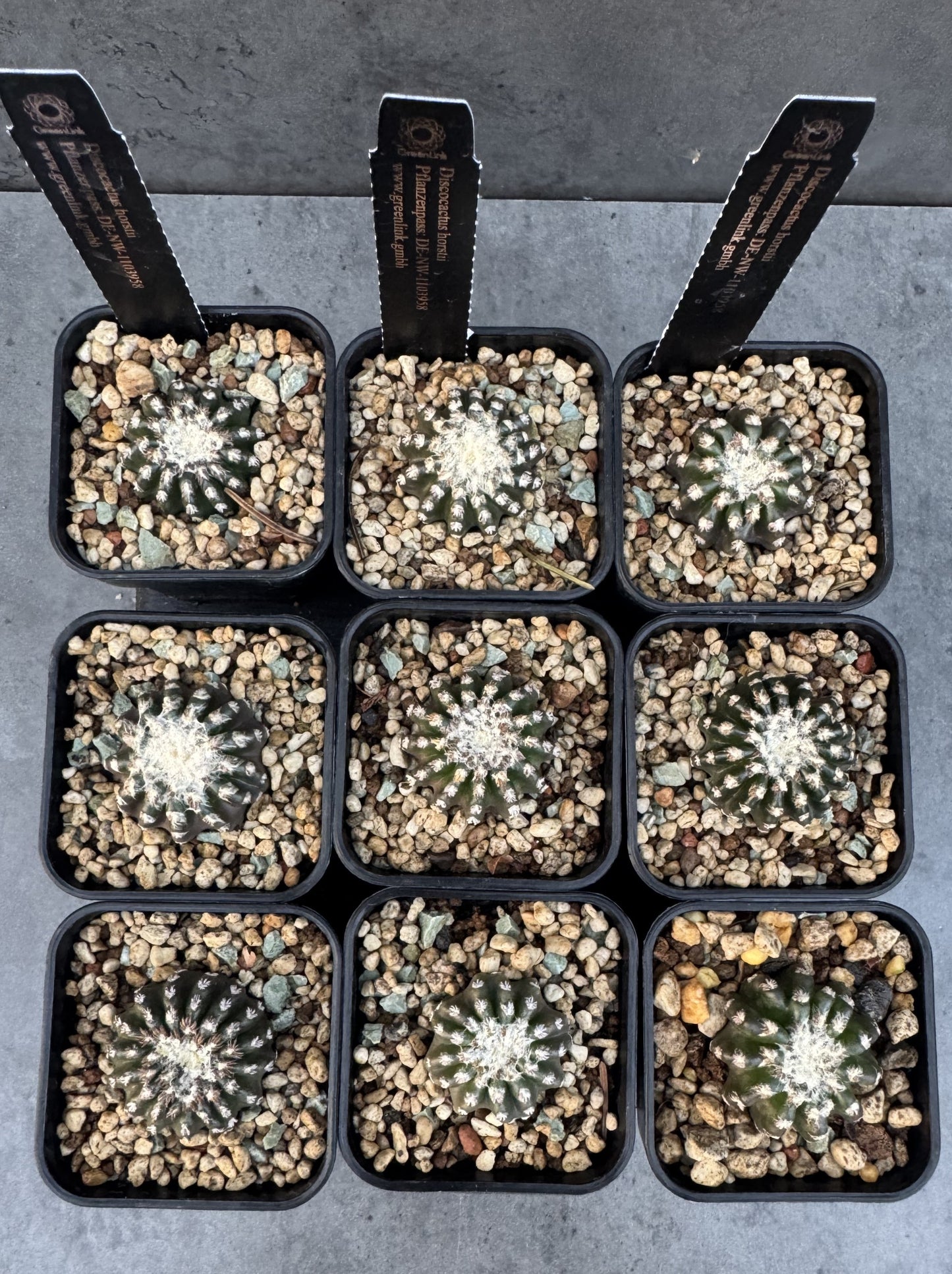 Discocactus horstii