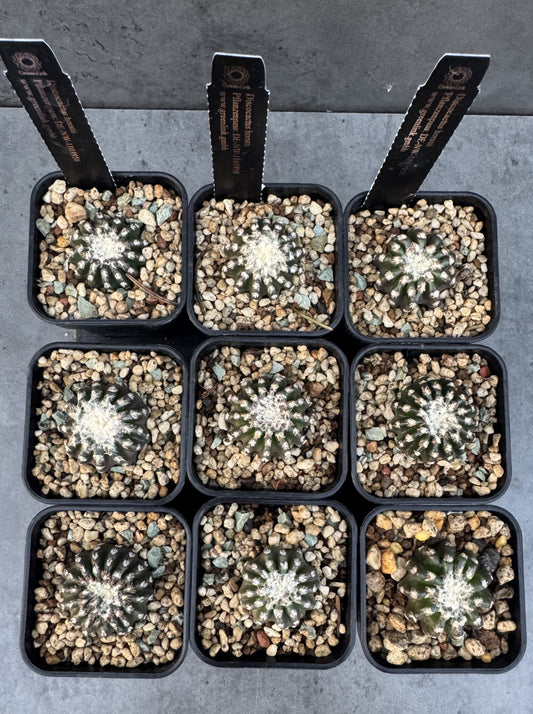 Discocactus horstii