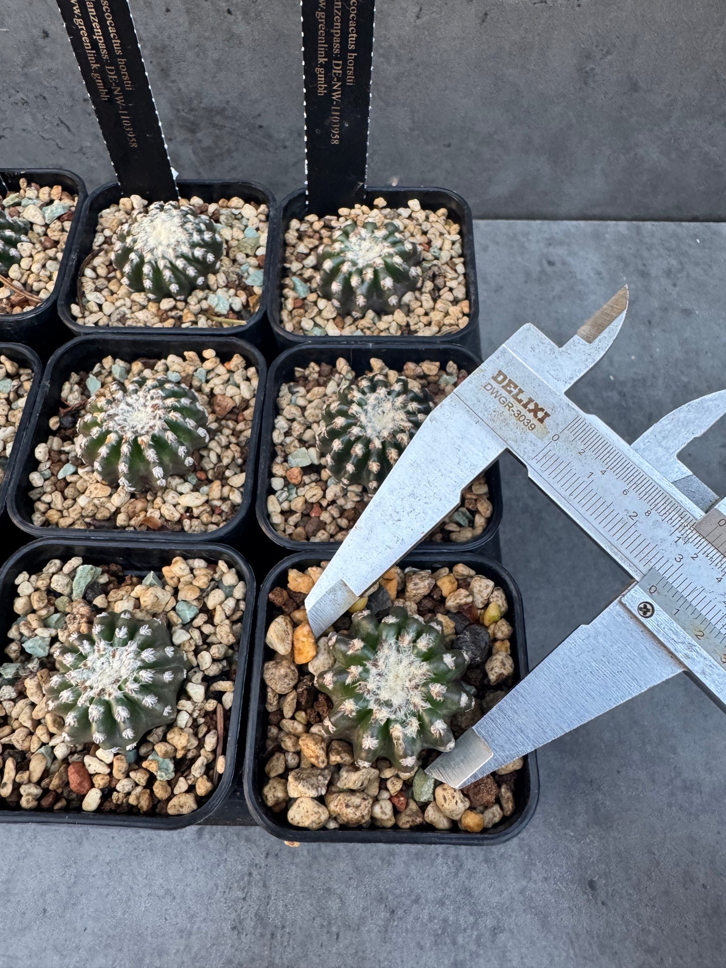 Discocactus horstii
