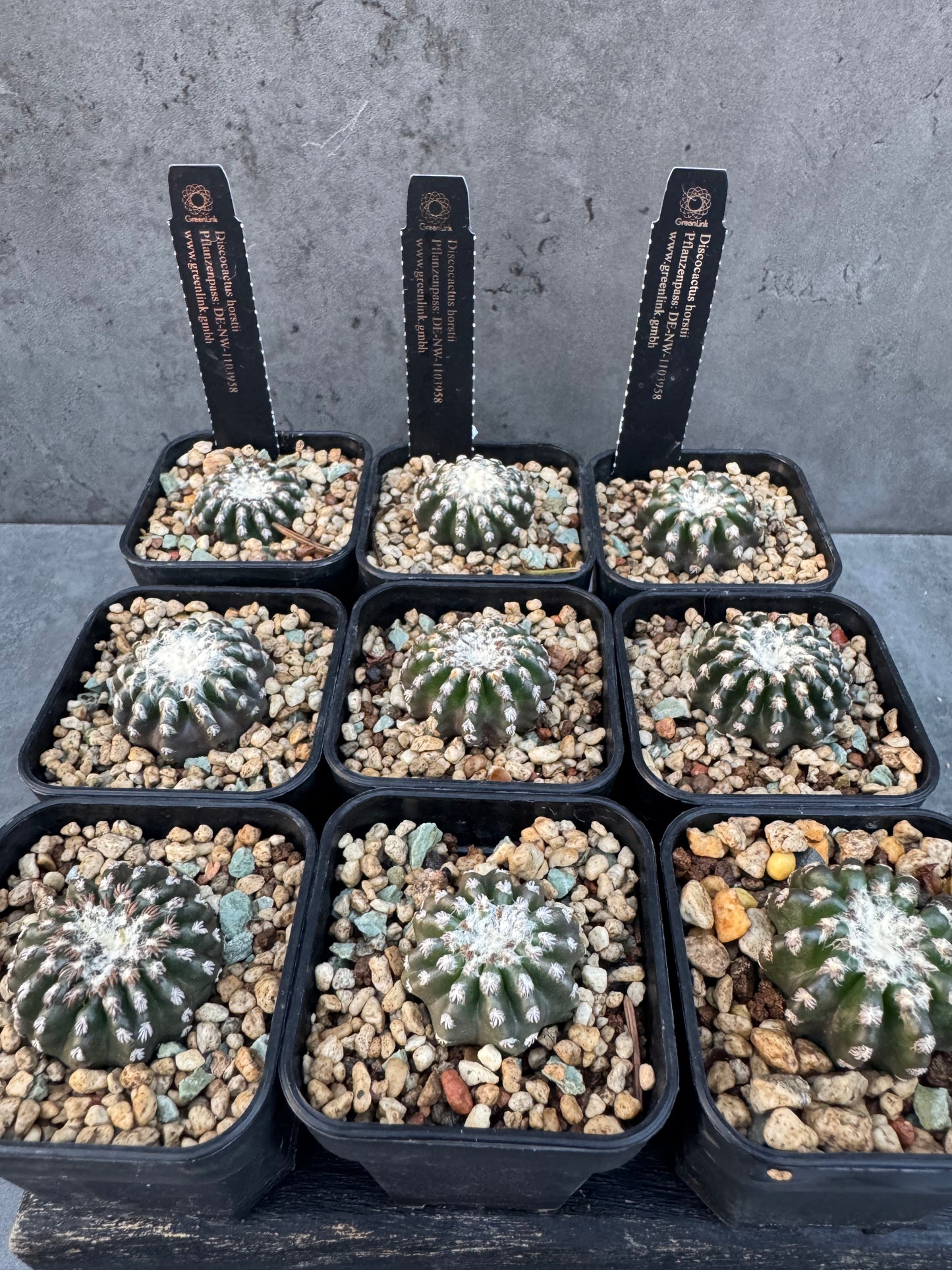 Discocactus horstii
