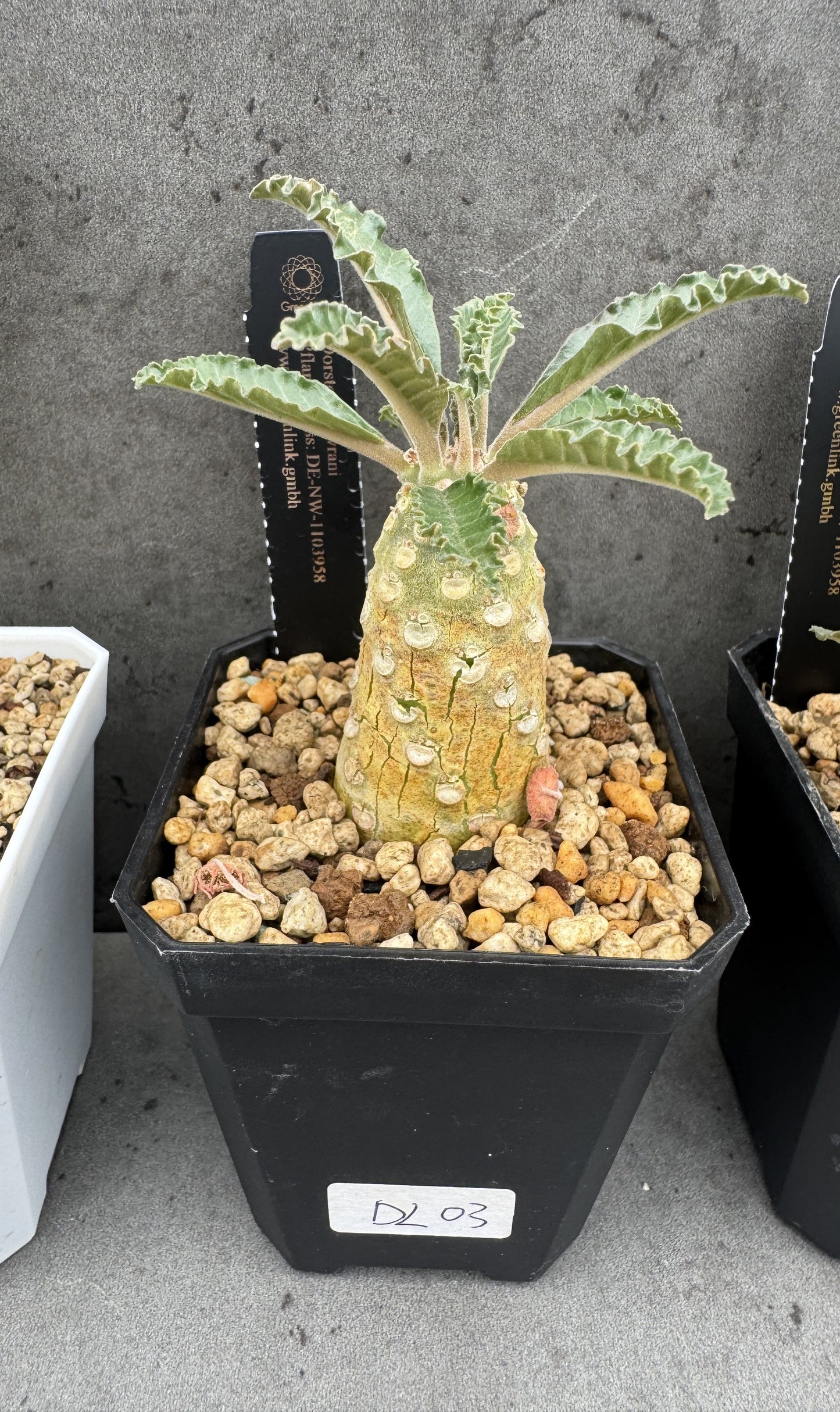 Dorstenia Lavrani