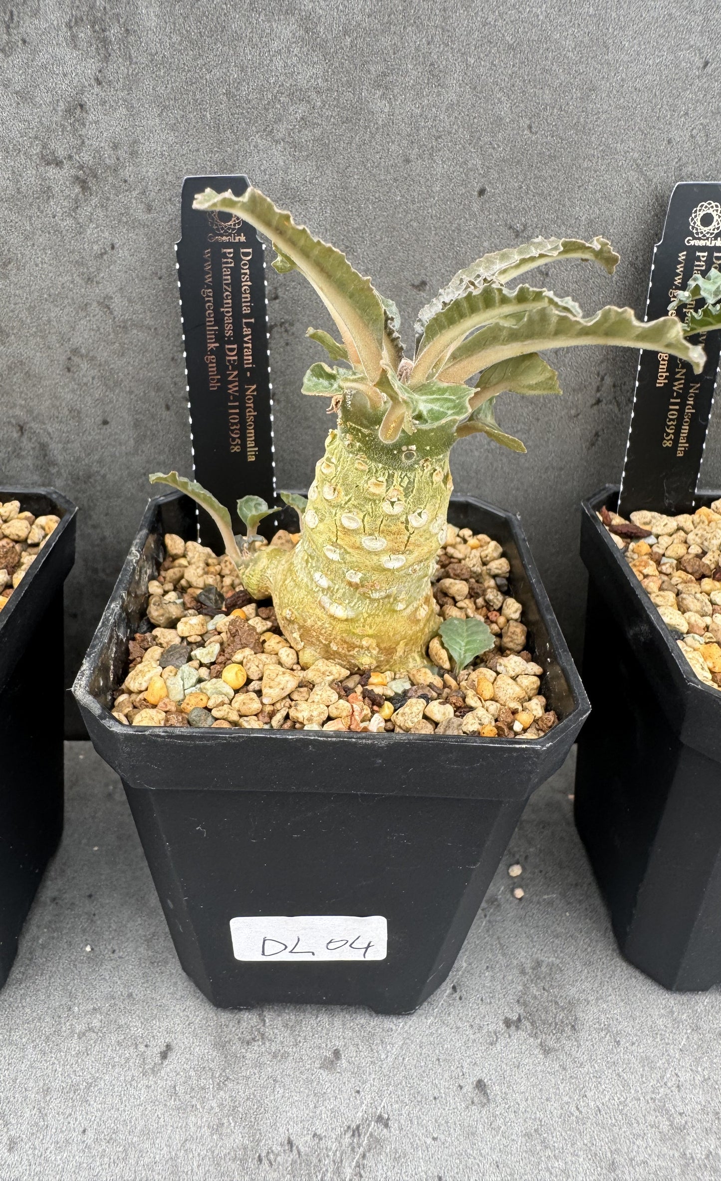 Dorstenia Lavrani