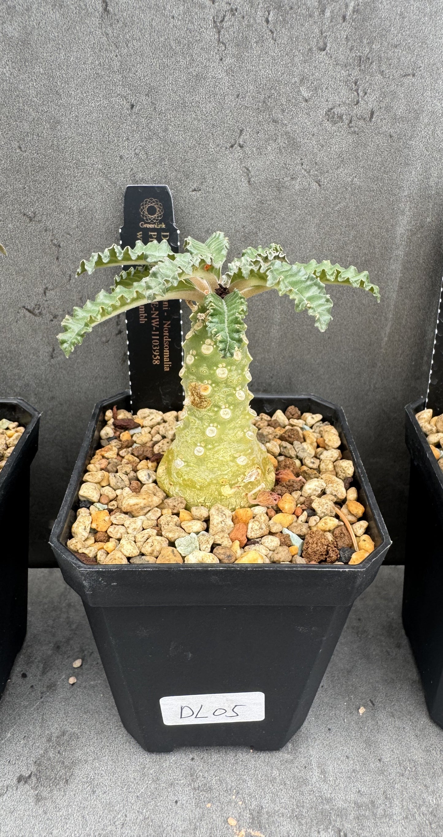 Dorstenia Lavrani