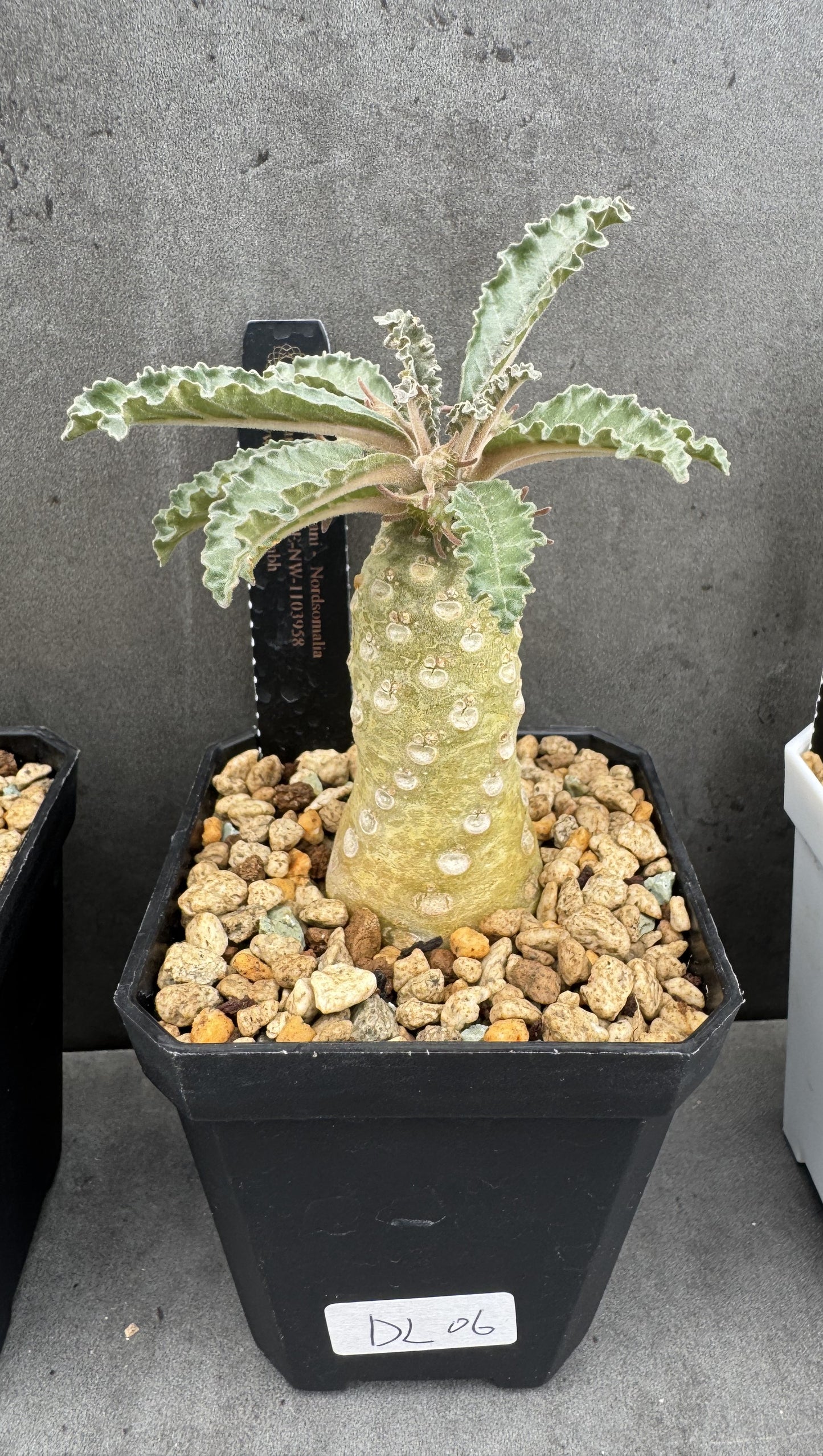 Dorstenia Lavrani