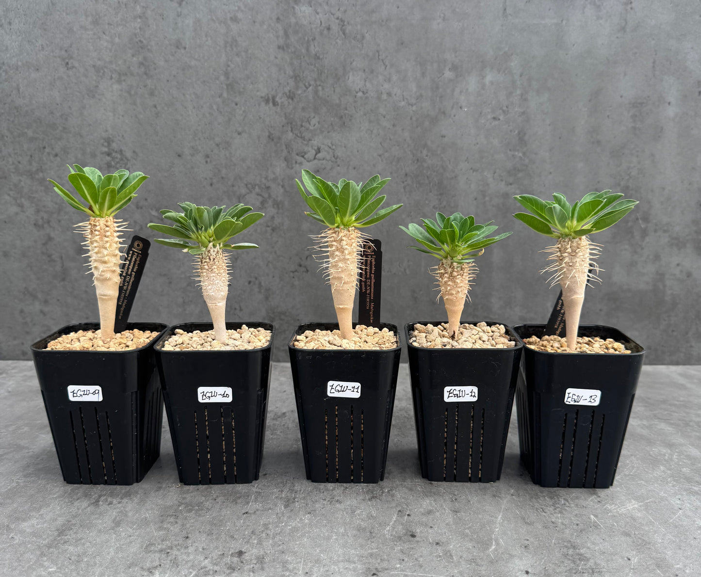 Euphorbia guillauminiana