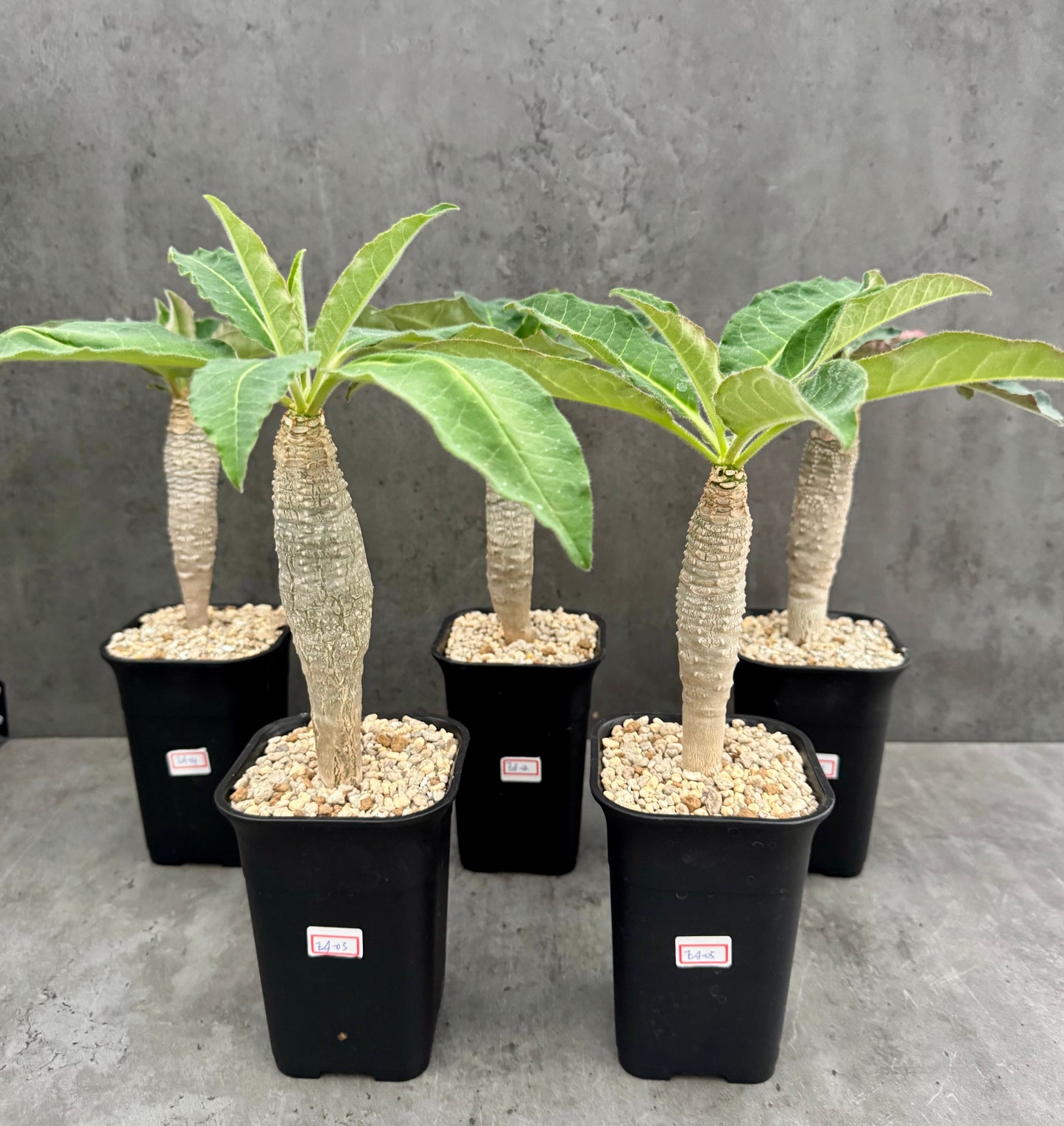 Euphorbia Ankarensis - Große Exemplare