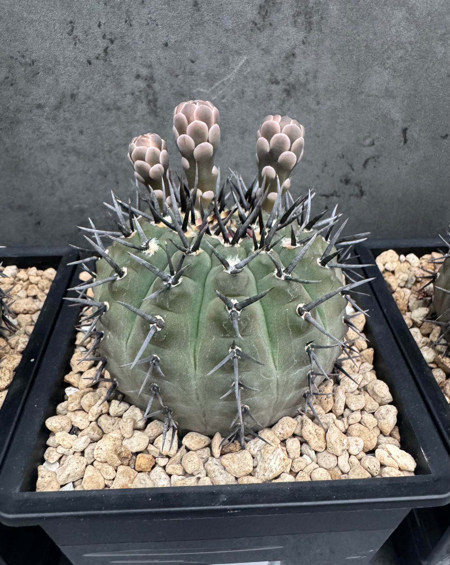 Gymnocalycium asterium nigrispina - großes Exemplar