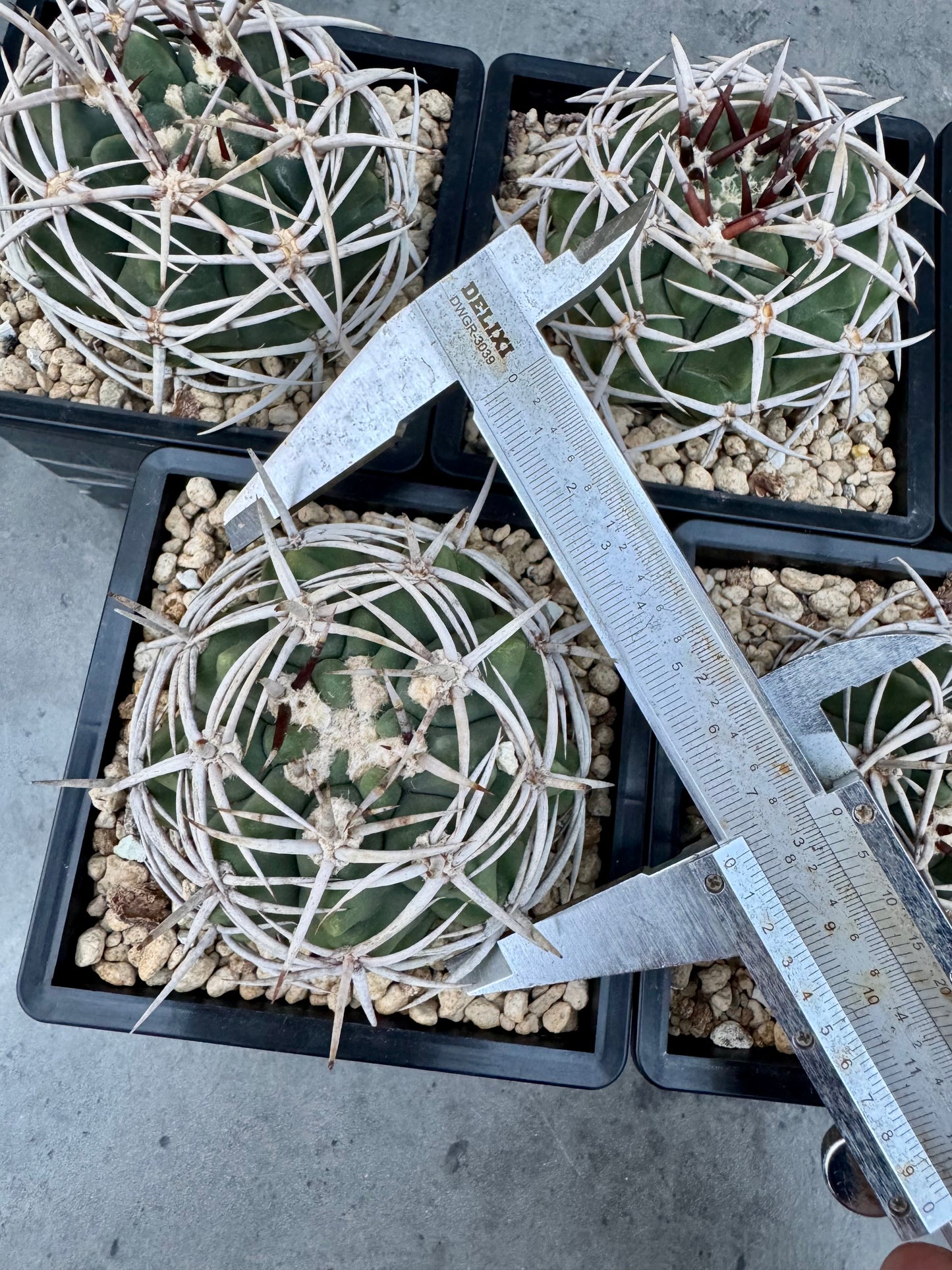 Gymnocalycium hybopleurum - super Selektion
