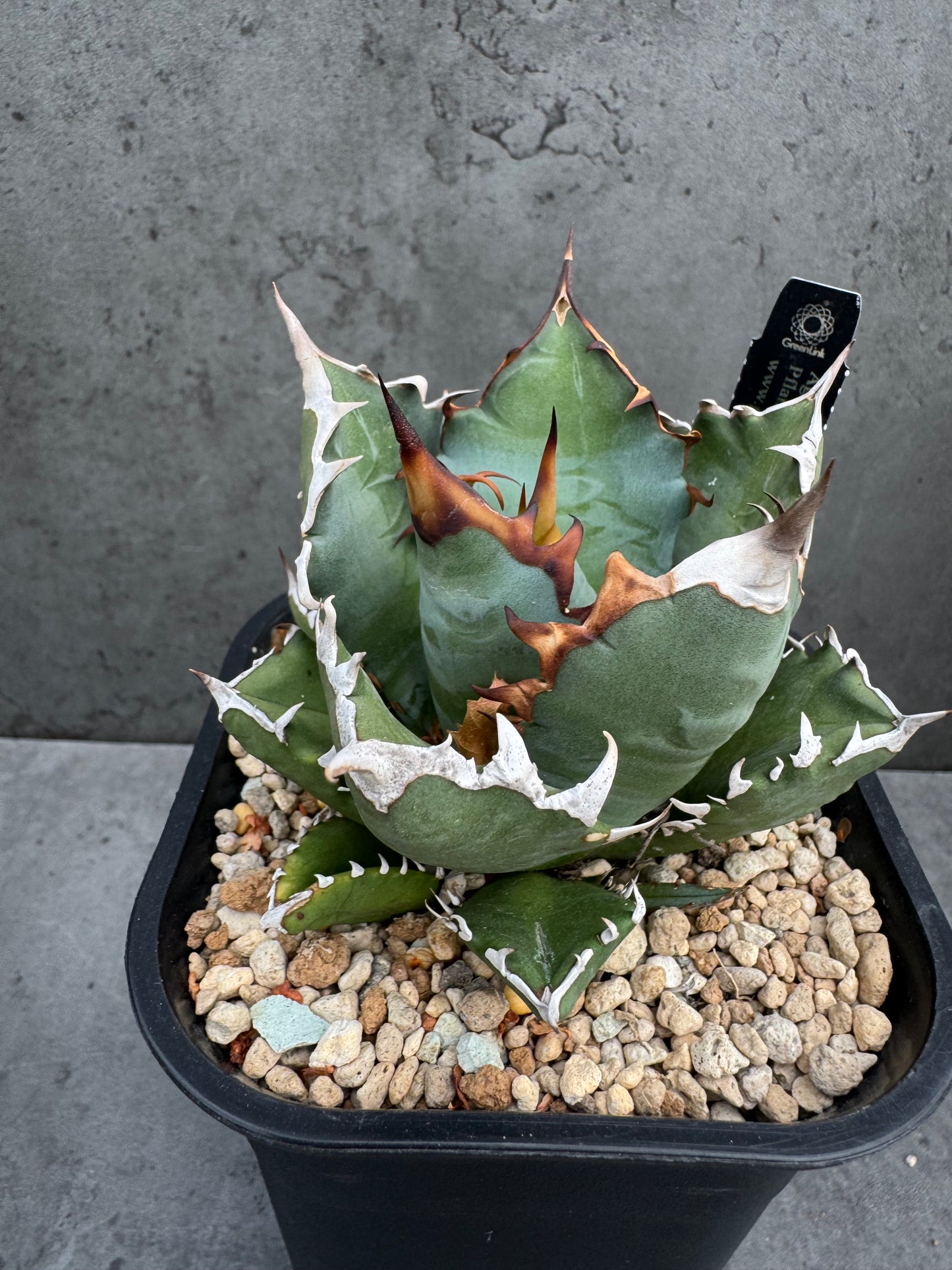 Agave titanota cv. Dwarf – Freilandkultur