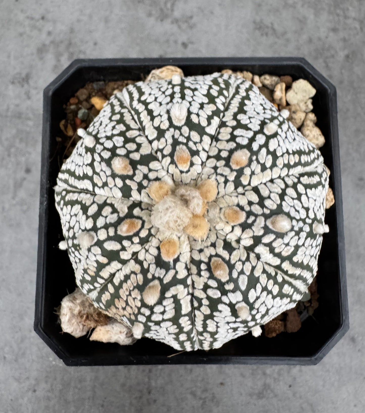 Astrophytum asterias Super kabuto