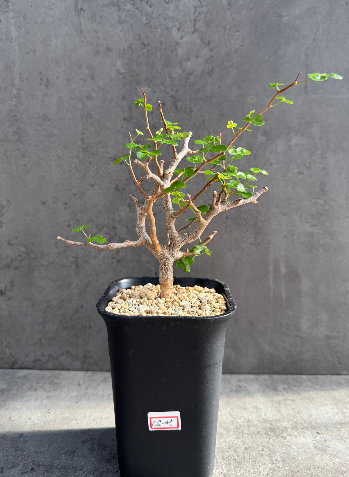 Commiphora sinuata – Seltene madagassische Commiphora