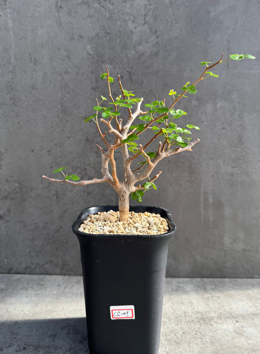 Commiphora sinuata – Seltene madagassische Commiphora