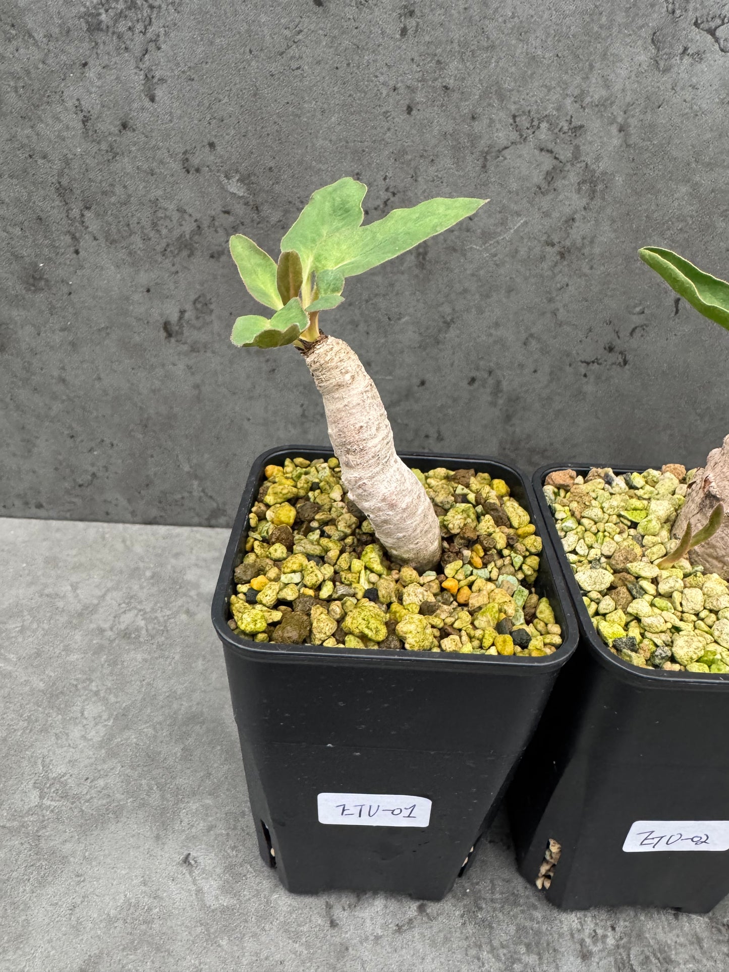 Euphorbia turberosa - Winterwachser