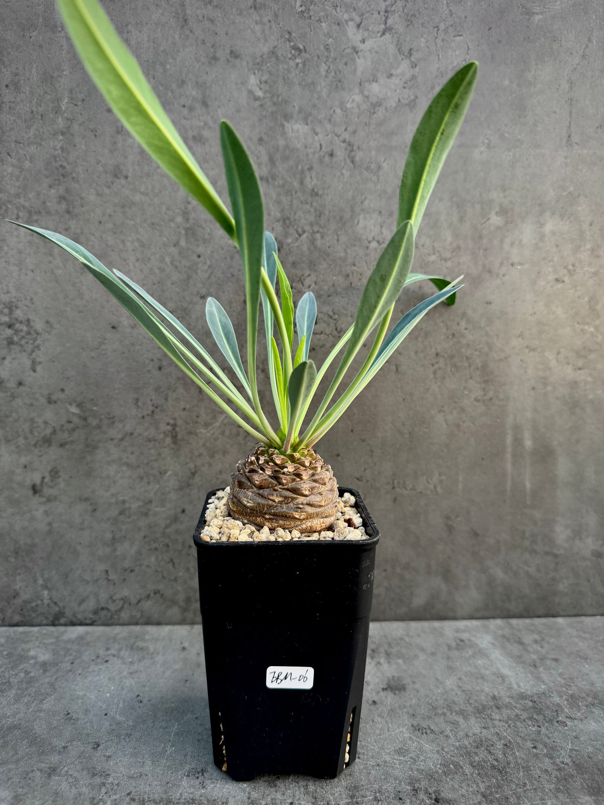 Euphorbia bupleurifolia- mittlere Größe