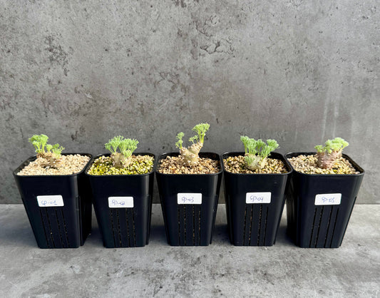 Sarcocaulon peniculinum