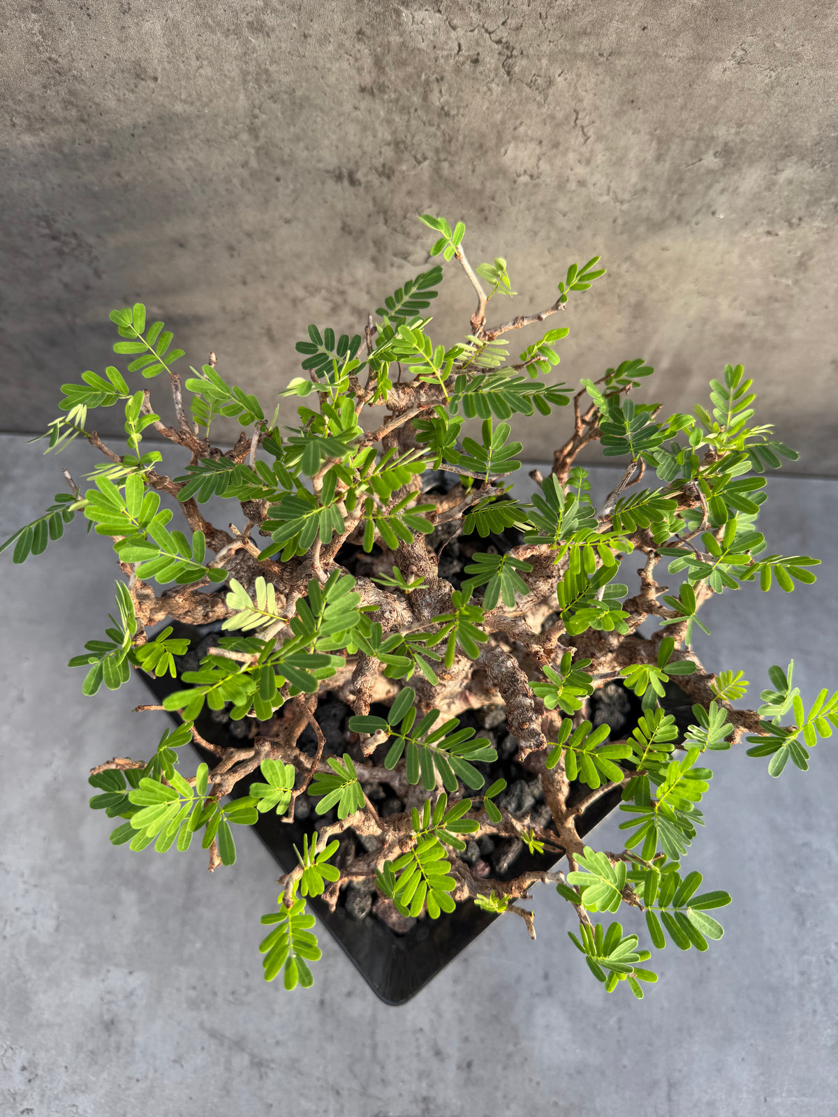 Senna meridionalis - ein exklusives Exemplar!
