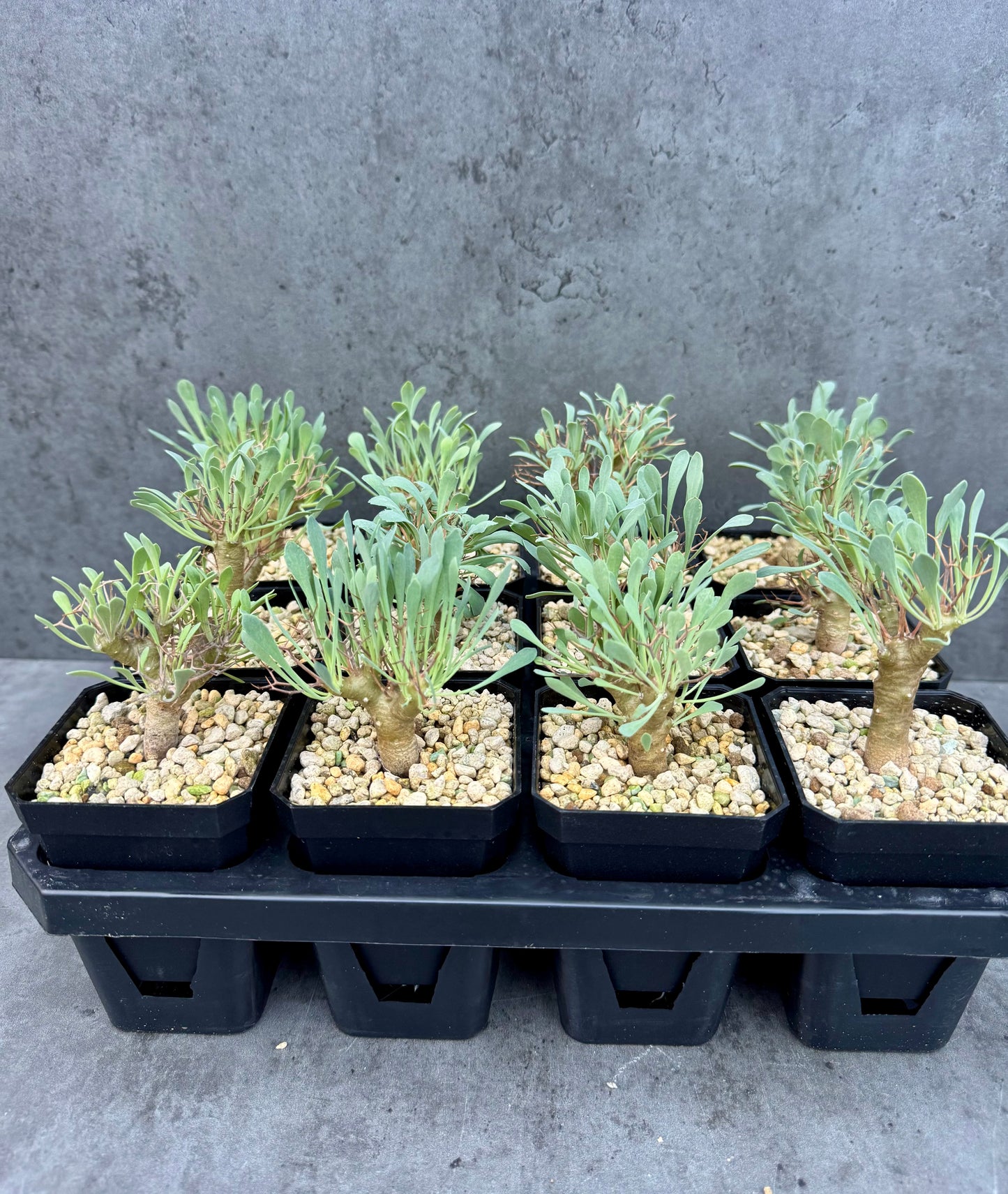 Othonna euphorbioides