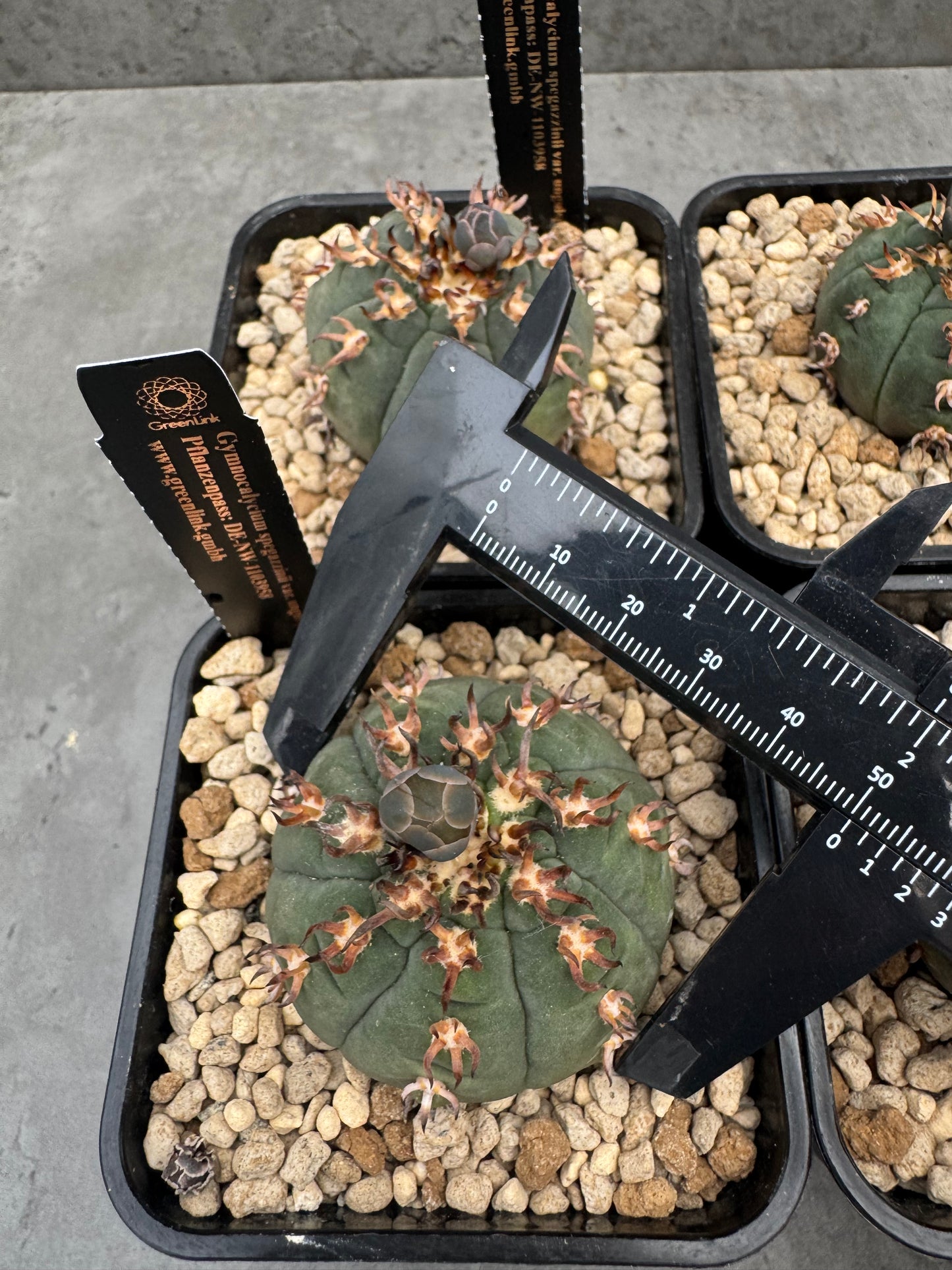 Gymnocalycium spegazzinii v. unguispinum sl 44b