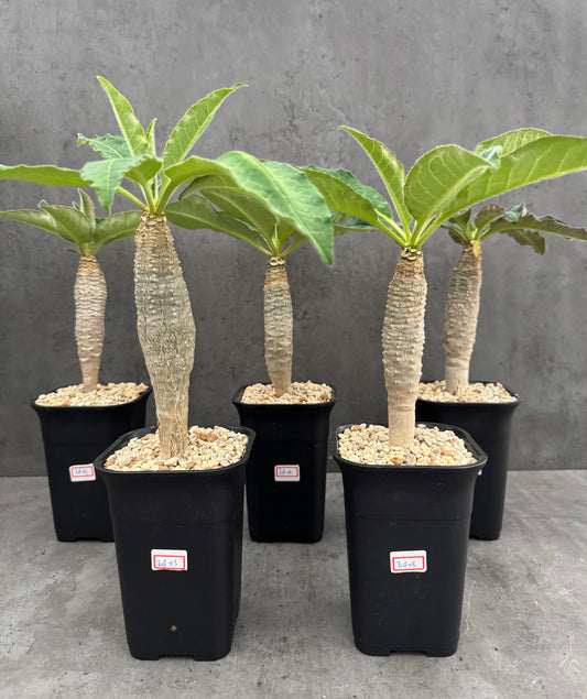 Euphorbia Ankarensis - Große Exemplare
